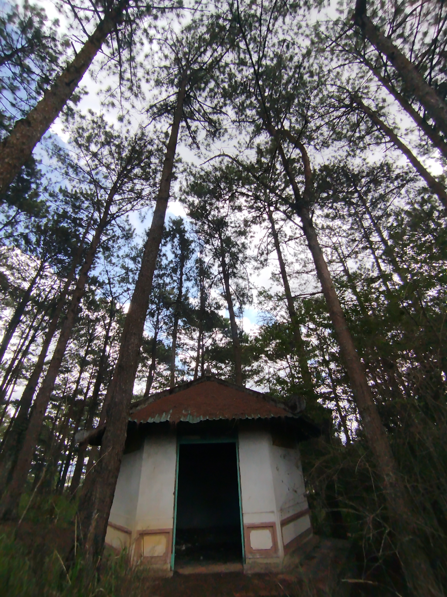 Pine forest documentation captured in Cam Ly, Đà Lạt