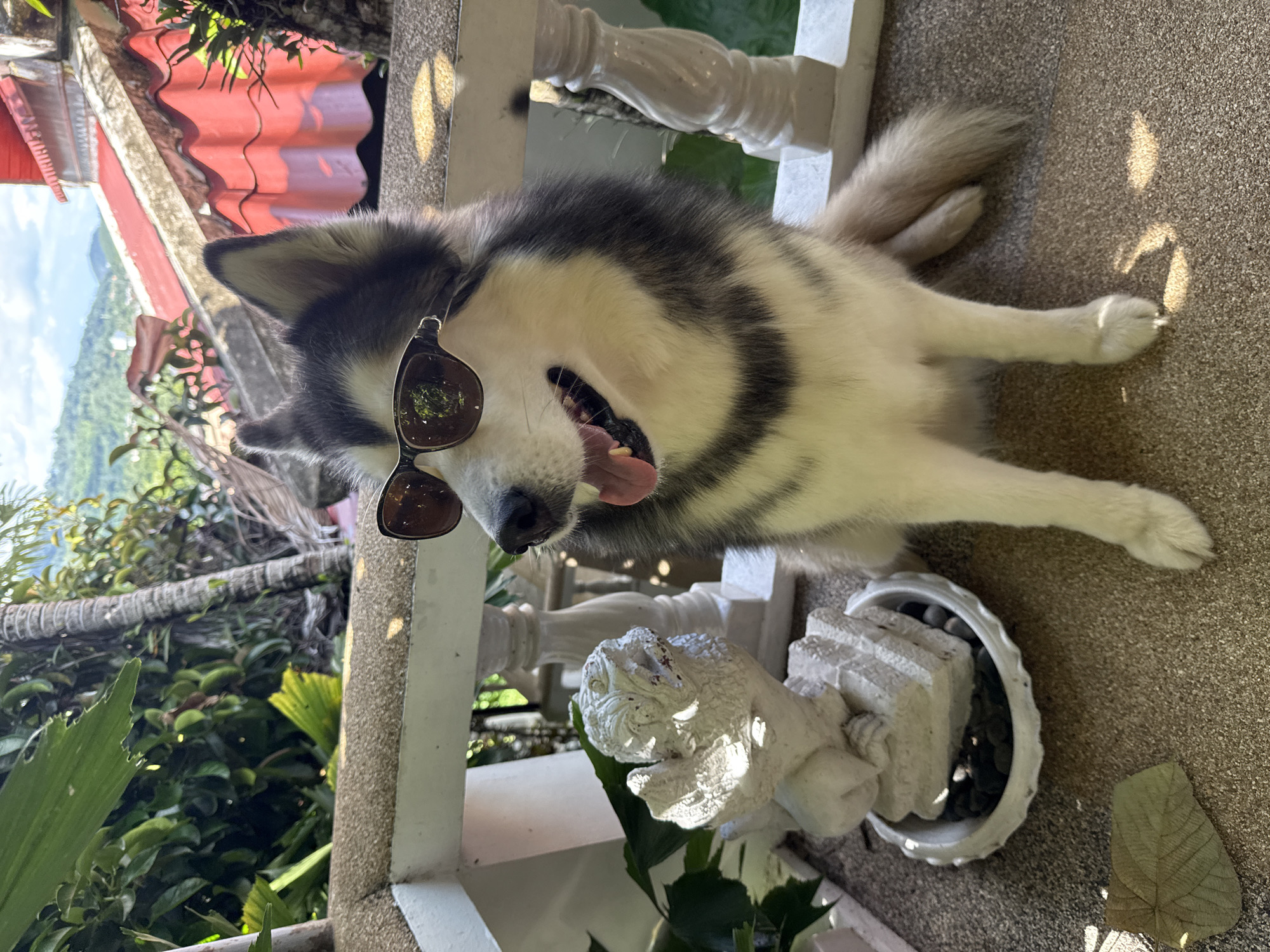 Husky in sunglasses poses on a Chalong patio