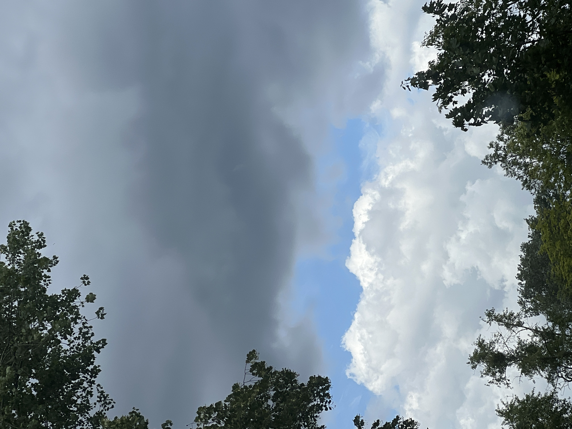 Looking up through Warsaw trees at a stormy, layered sky