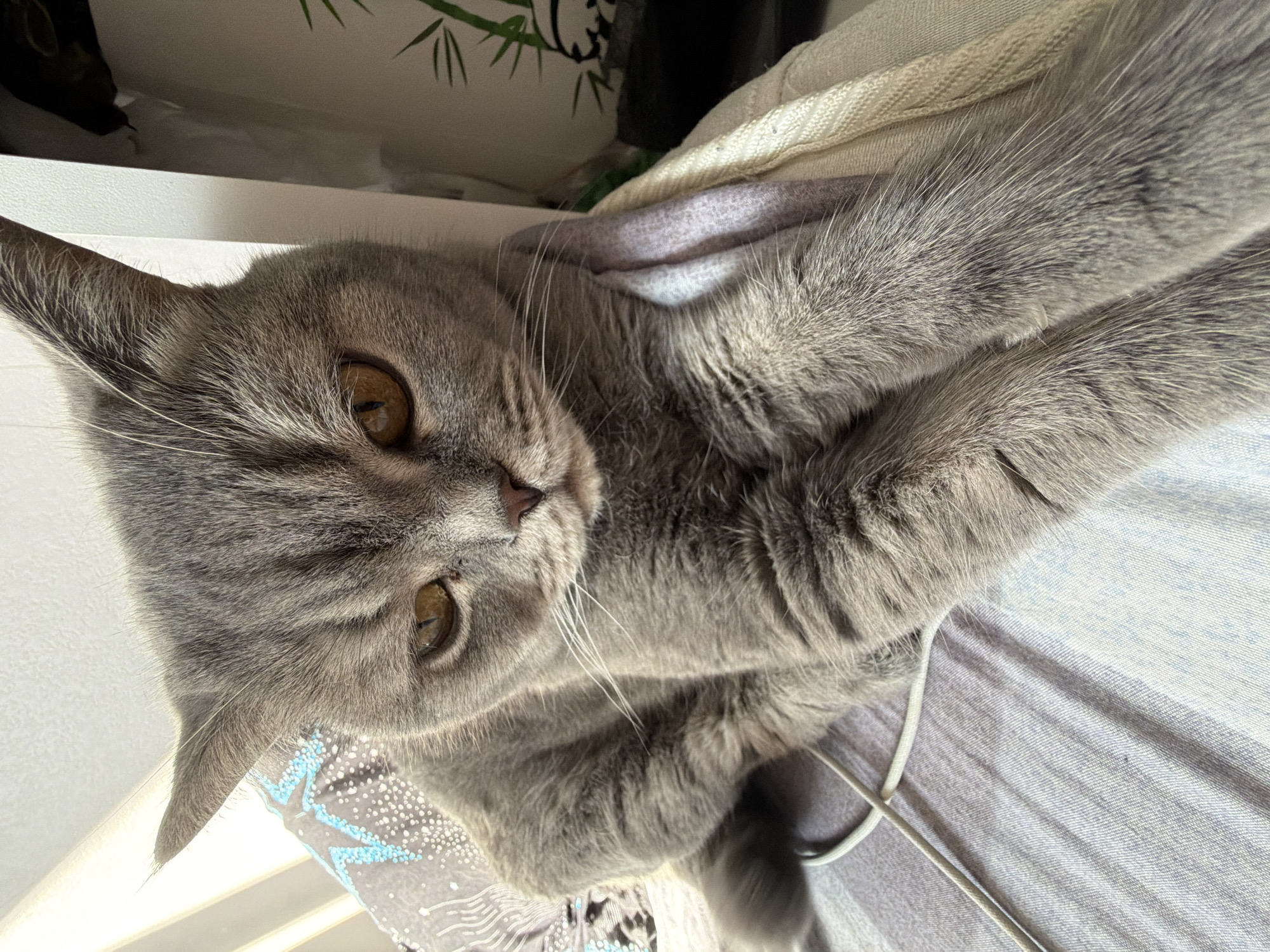 Quiet morning with grey cat documented in Perm home