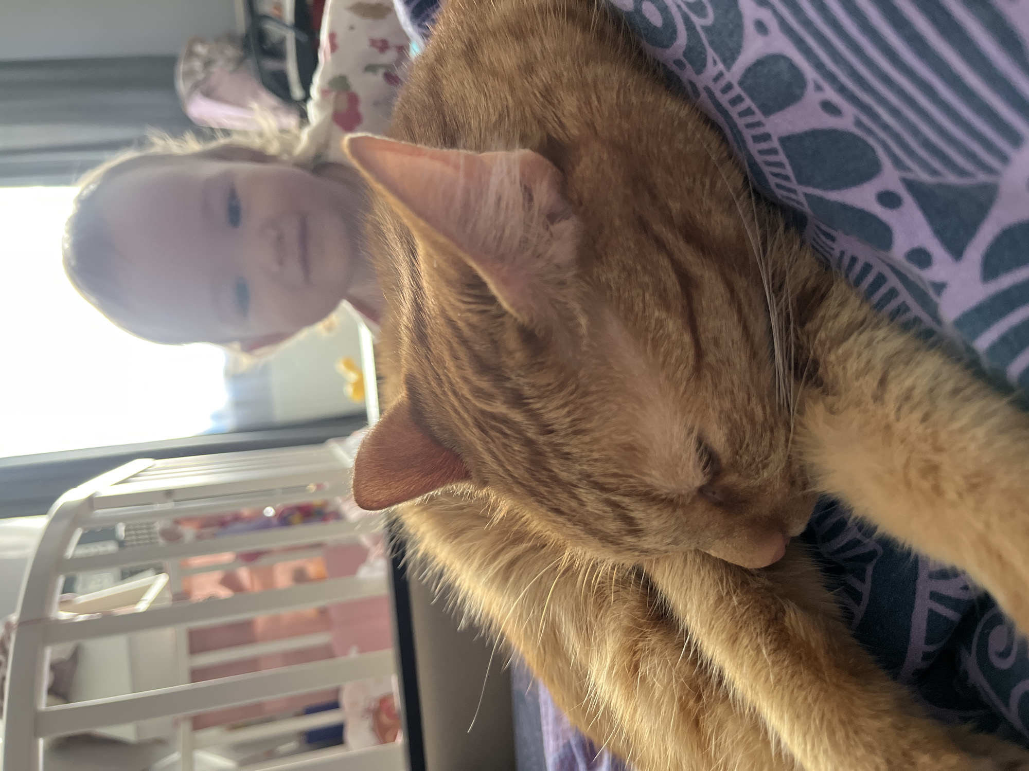 Orange tabby cat sleeps peacefully with child nearby in Shushary