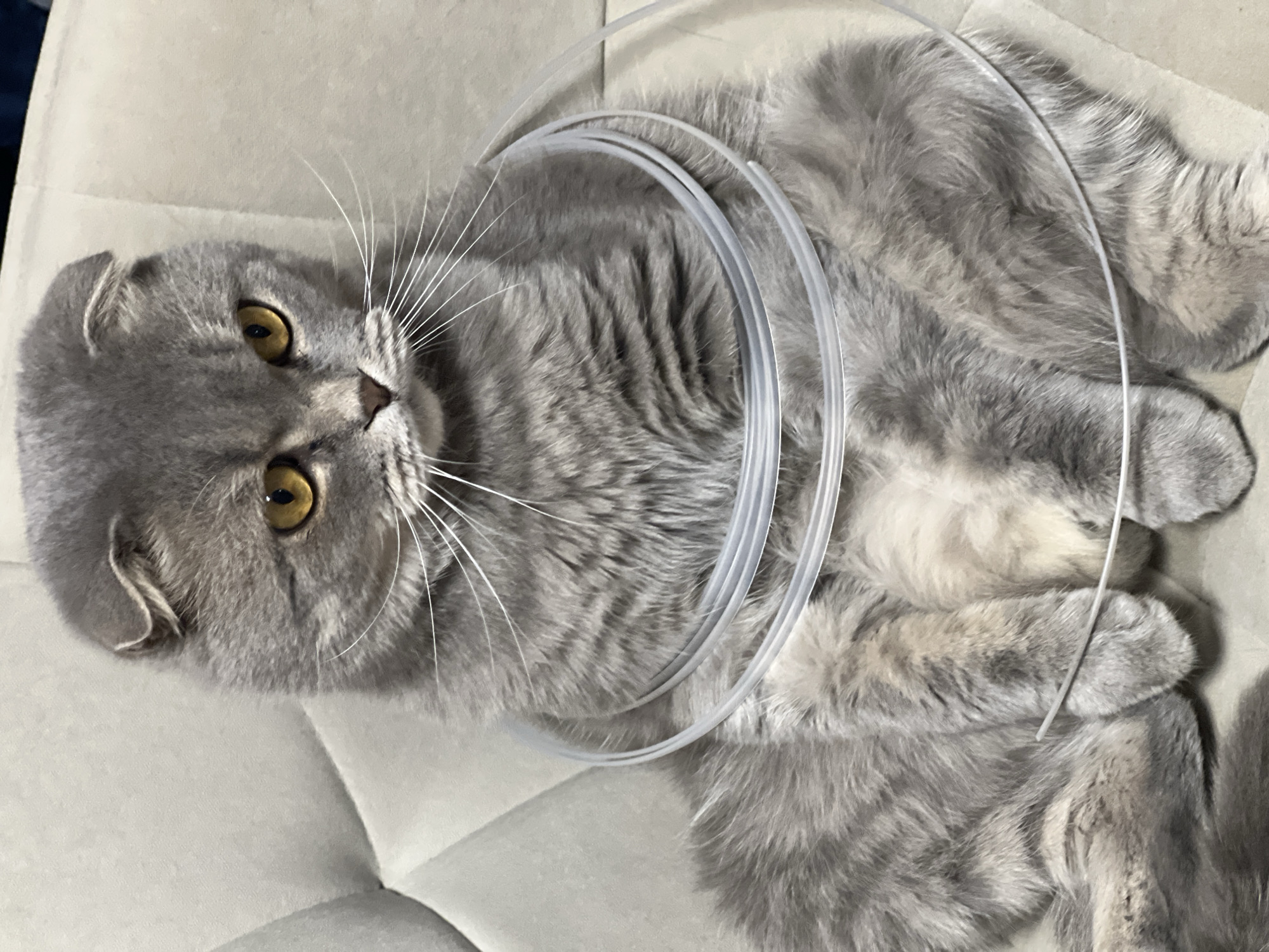 Scottish Fold cat in recovery collar, Votkinsk evening