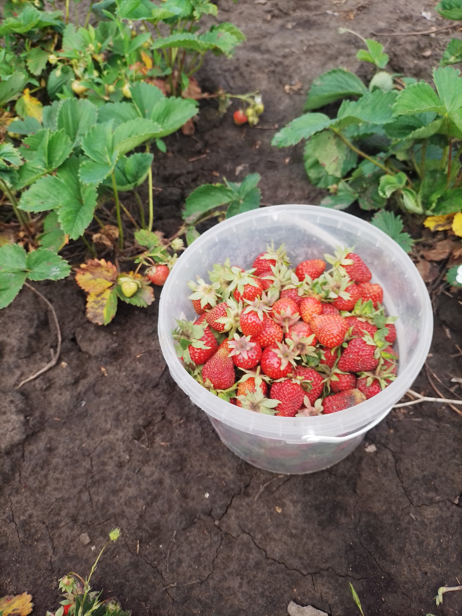 Cats explore Ukrainian garden during strawberry harvest season