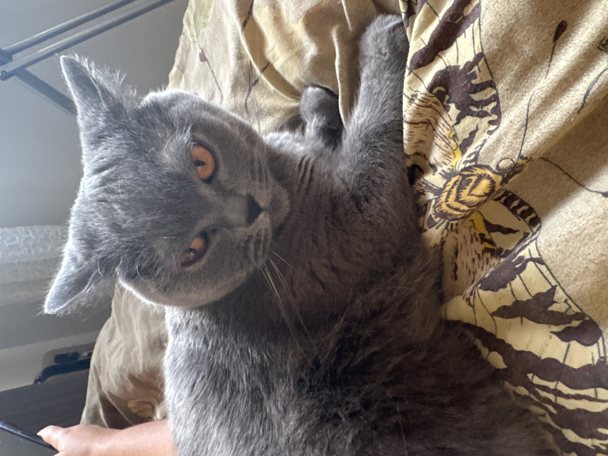 Grey British Shorthair cat relaxing and grooming indoors in Vlora