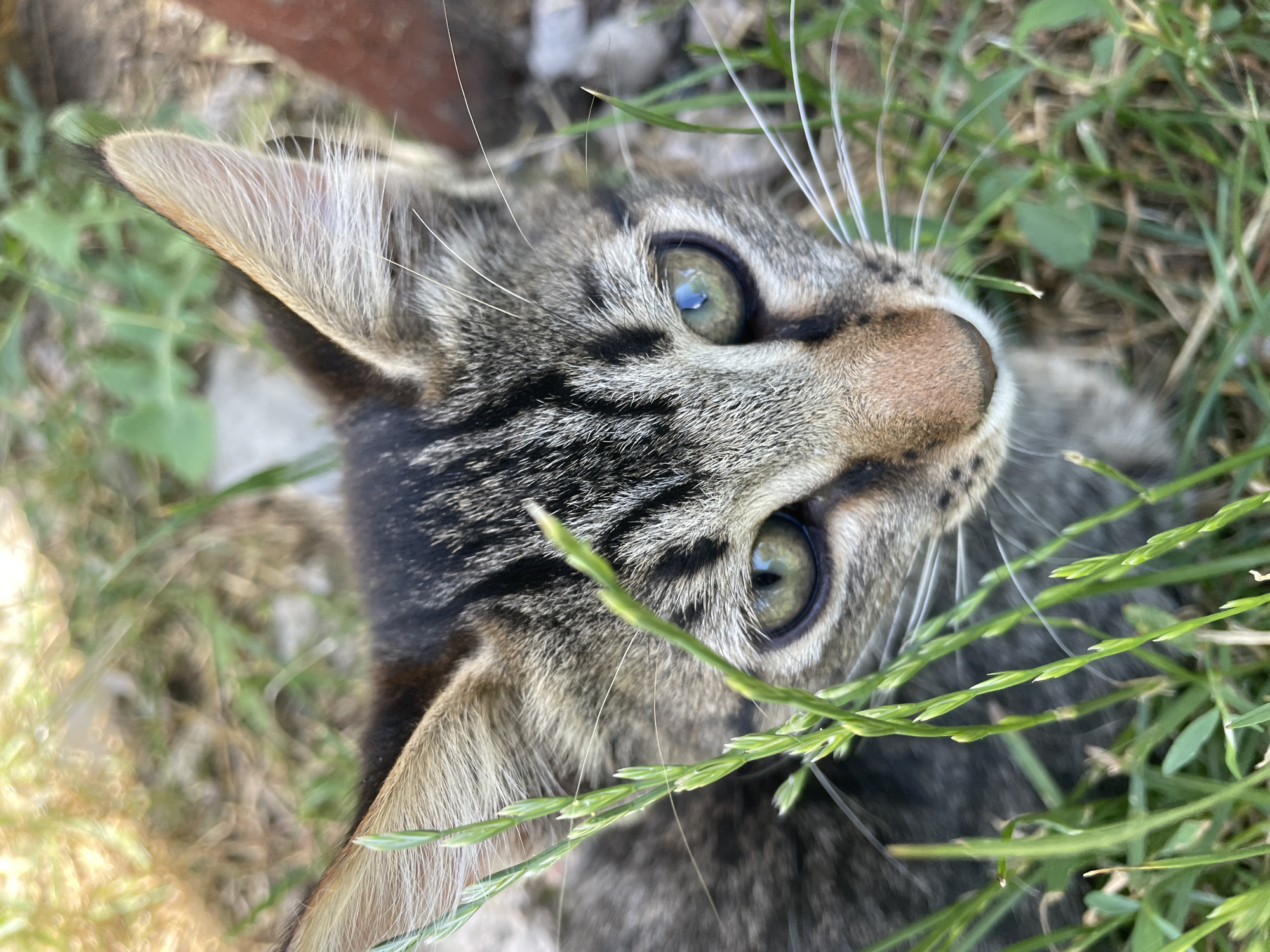 Tabby kitten and ripe gooseberries in a Moldovan yard