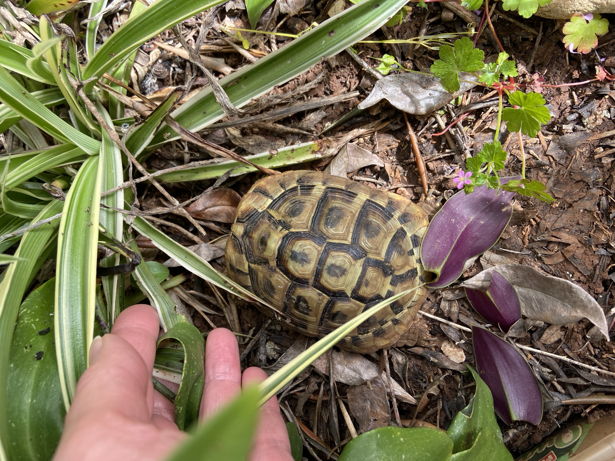 Tortoise spotted among vegetation in Budva, Montenegro