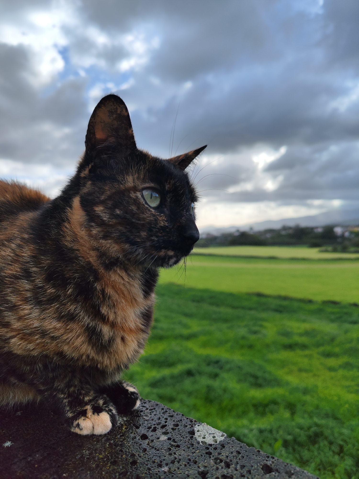 Tortoiseshell cat spotted on volcanic rocks in rural Portugal