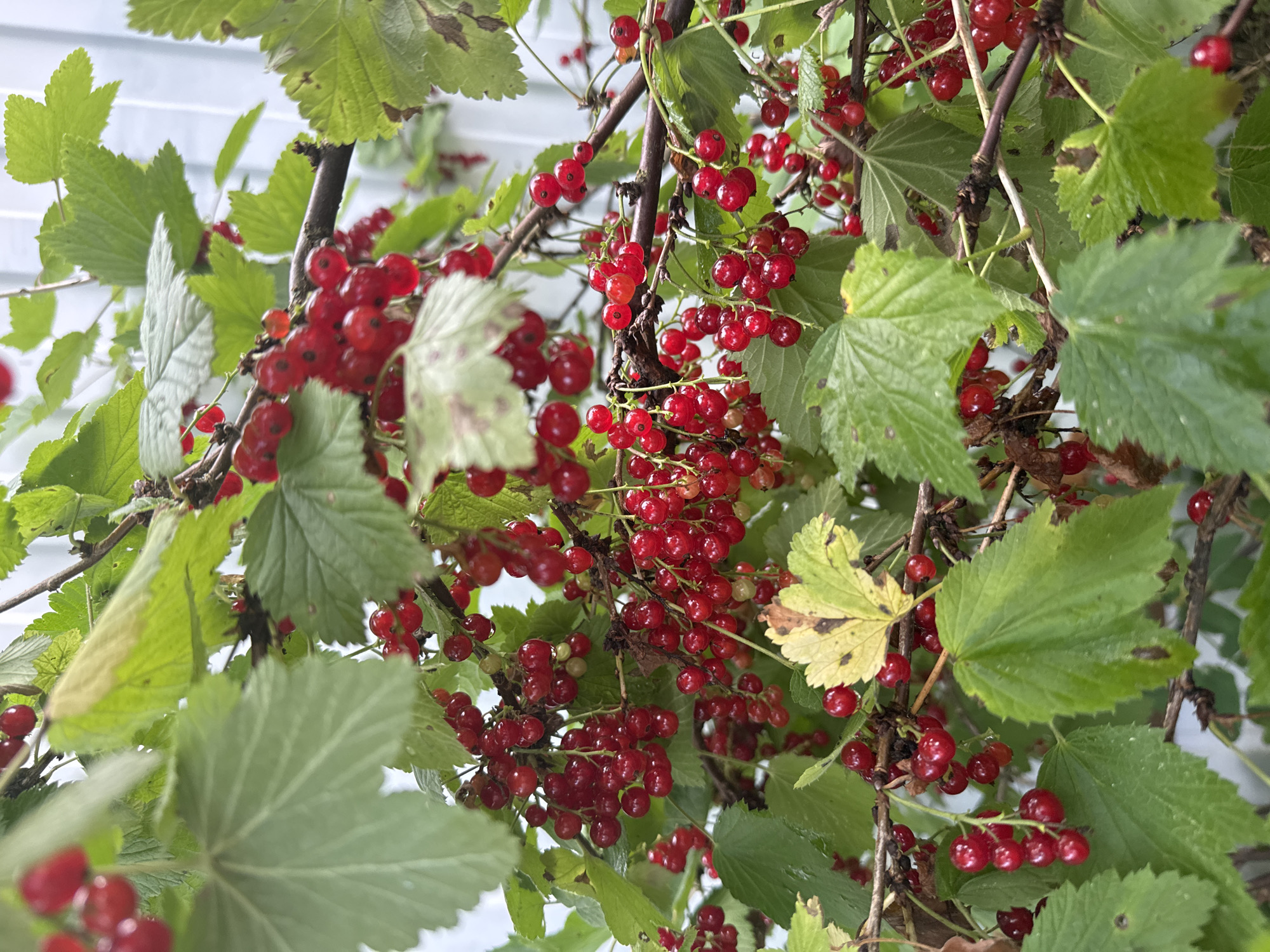 Ripe berries and snails in a Dubna garden