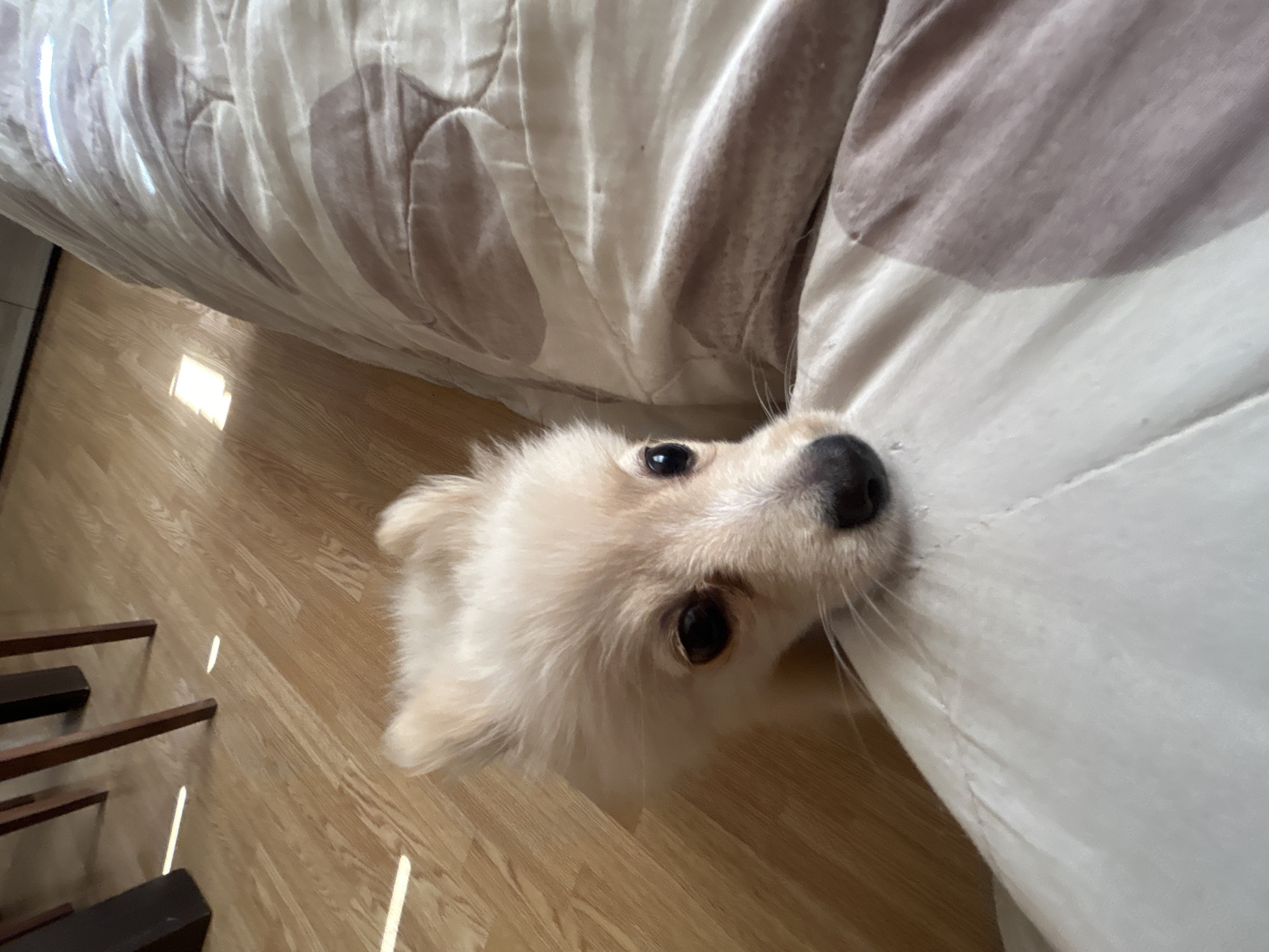 Pomeranian at home in Tankovo, icons on the wall