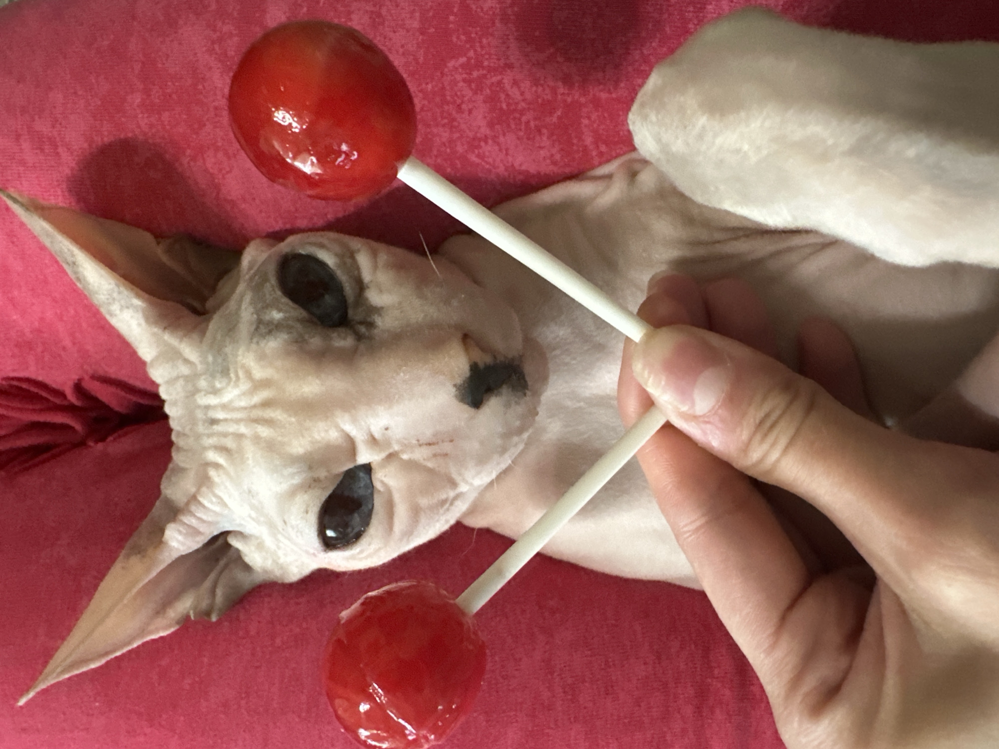 Sphynx cat in Togliatti poses with lollipops and stuffed toys