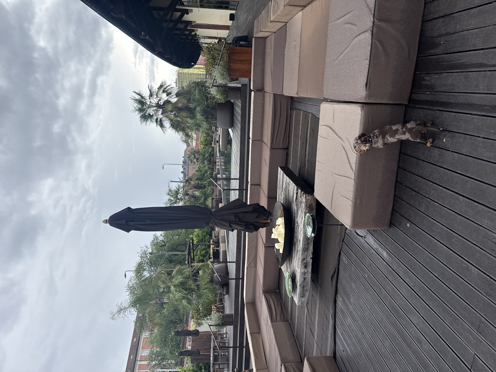 Dachshund named Olympia enjoys afternoon outing at Milan terrace