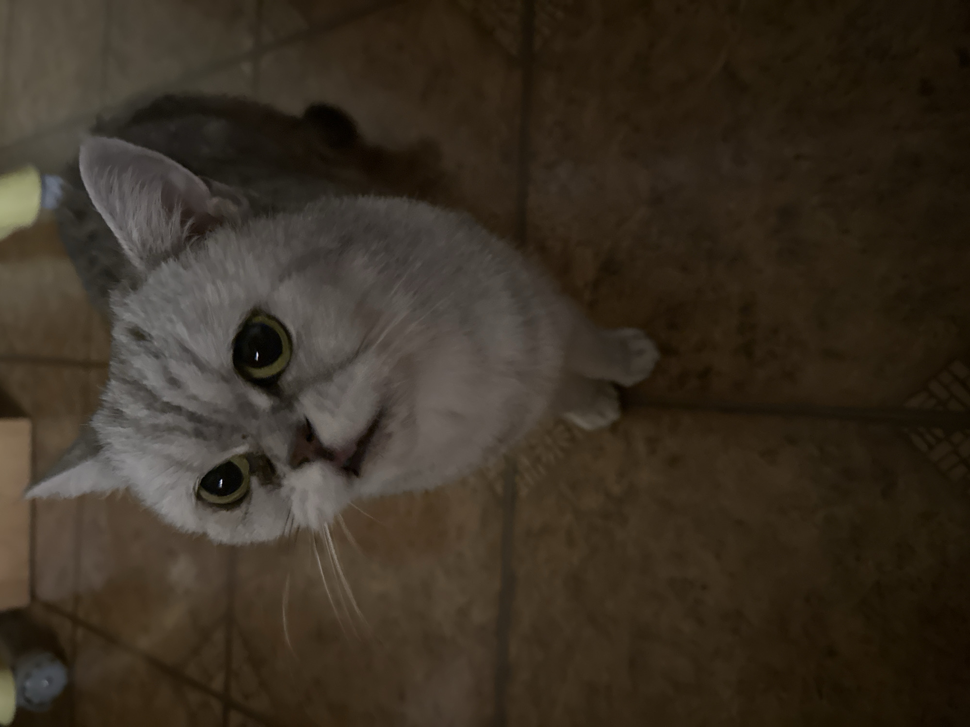 Cat and vanity mirror scenes captured in Vitsebsk home