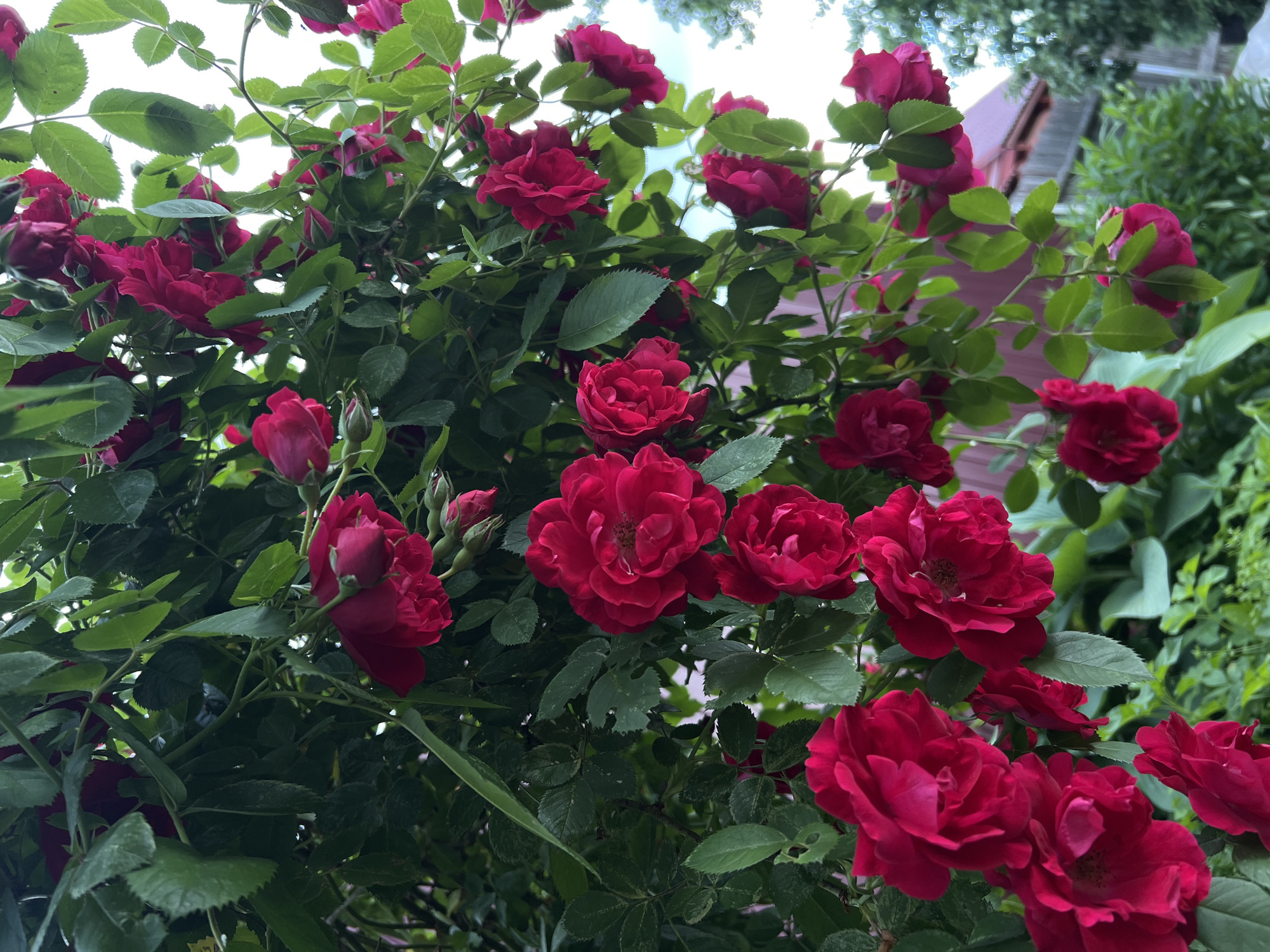 Afanasyevo home garden in full summer swing