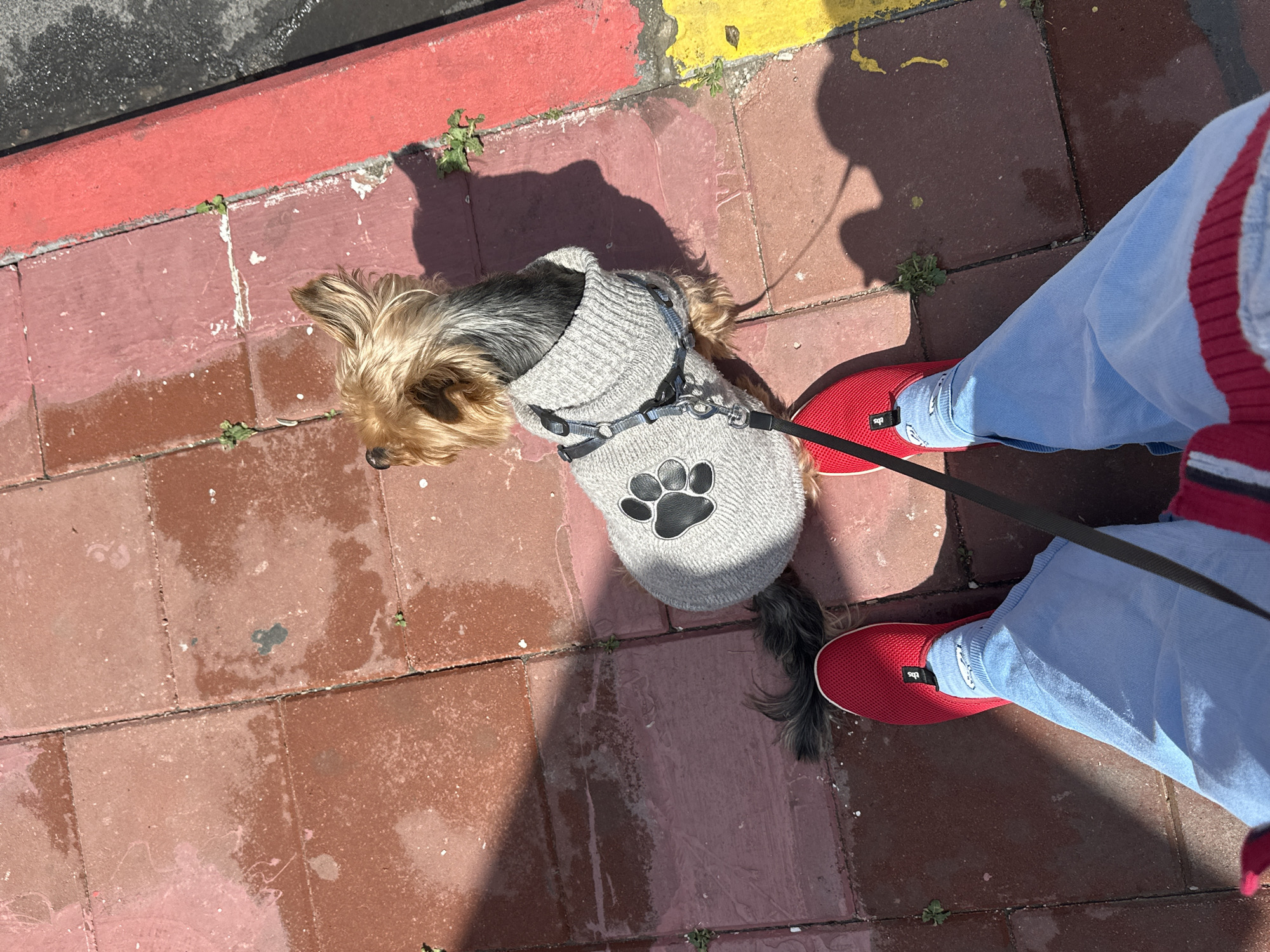 Yorkshire Terrier in sweater walks on leash in Ramat Gan