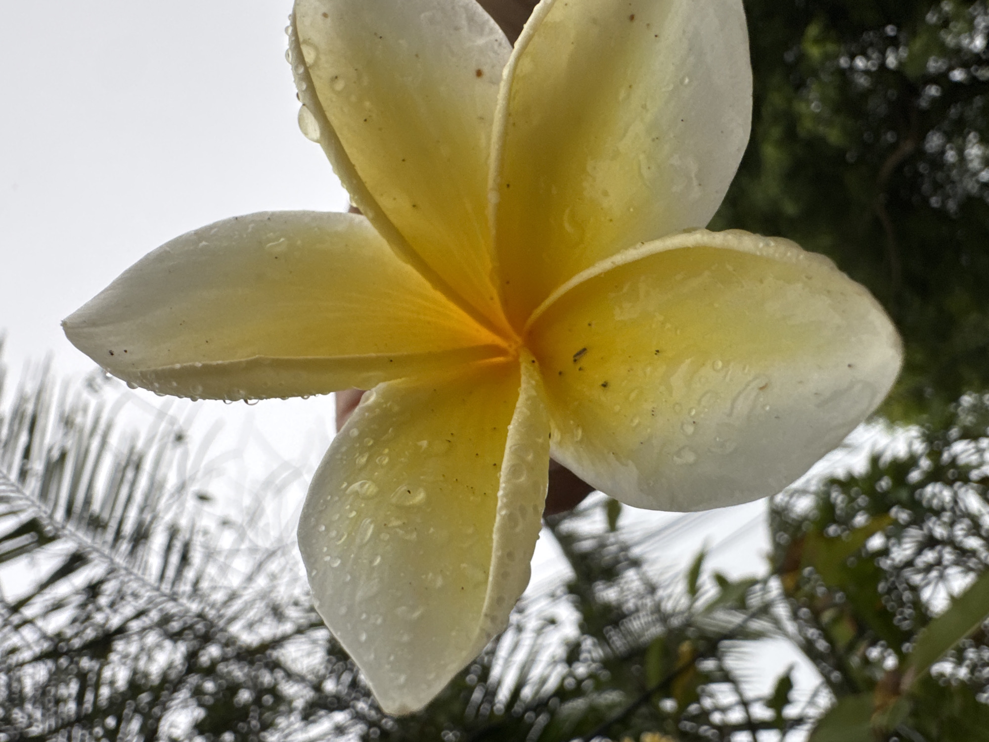Tourist captures tropical flowers and portraits in rainy Kuta