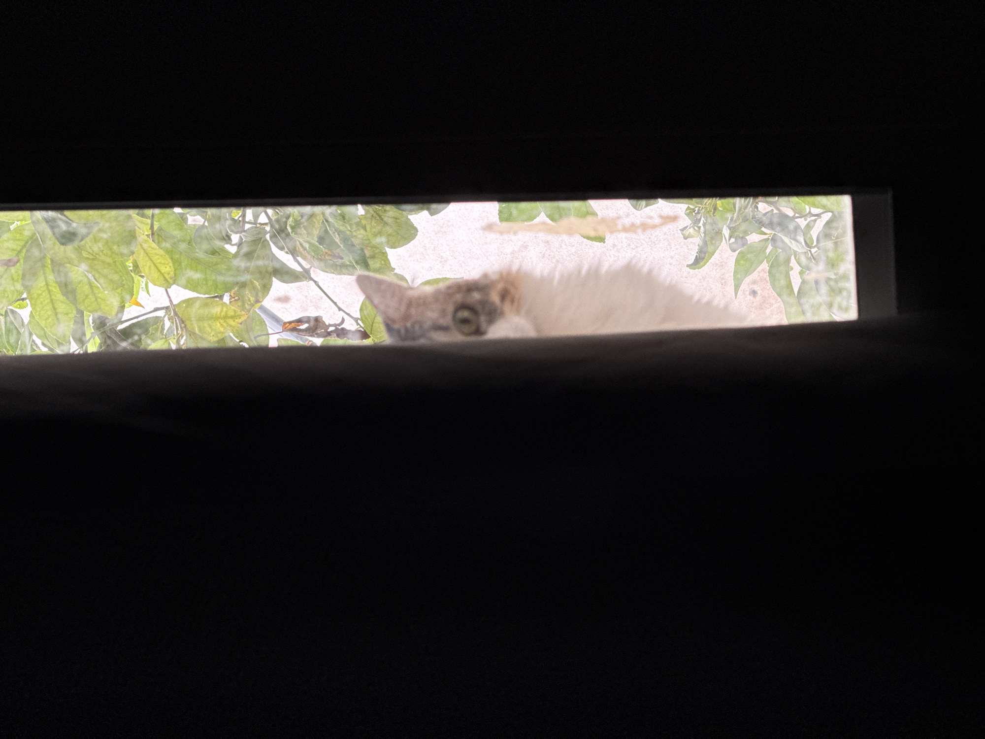Cat spotted peeking through opening in Catamarca, Argentina