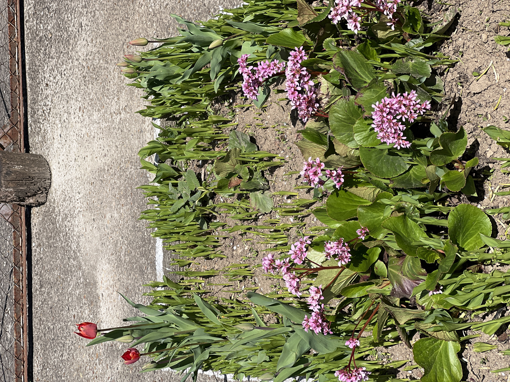 Spring garden scenes documented in Lyubenovo, Bulgaria