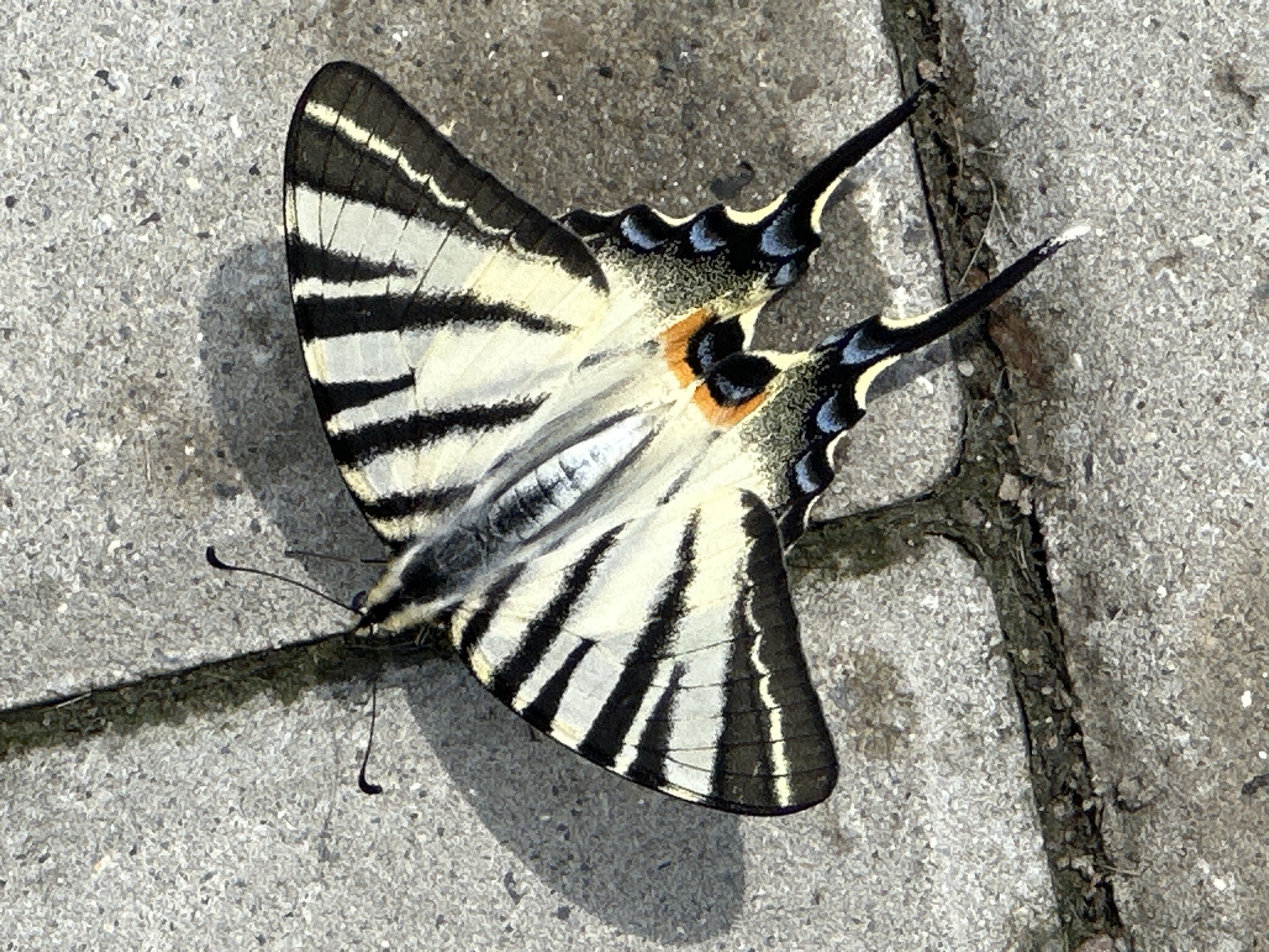 Striped butterflies rest on wet brick pavement in Târgu Neamț
