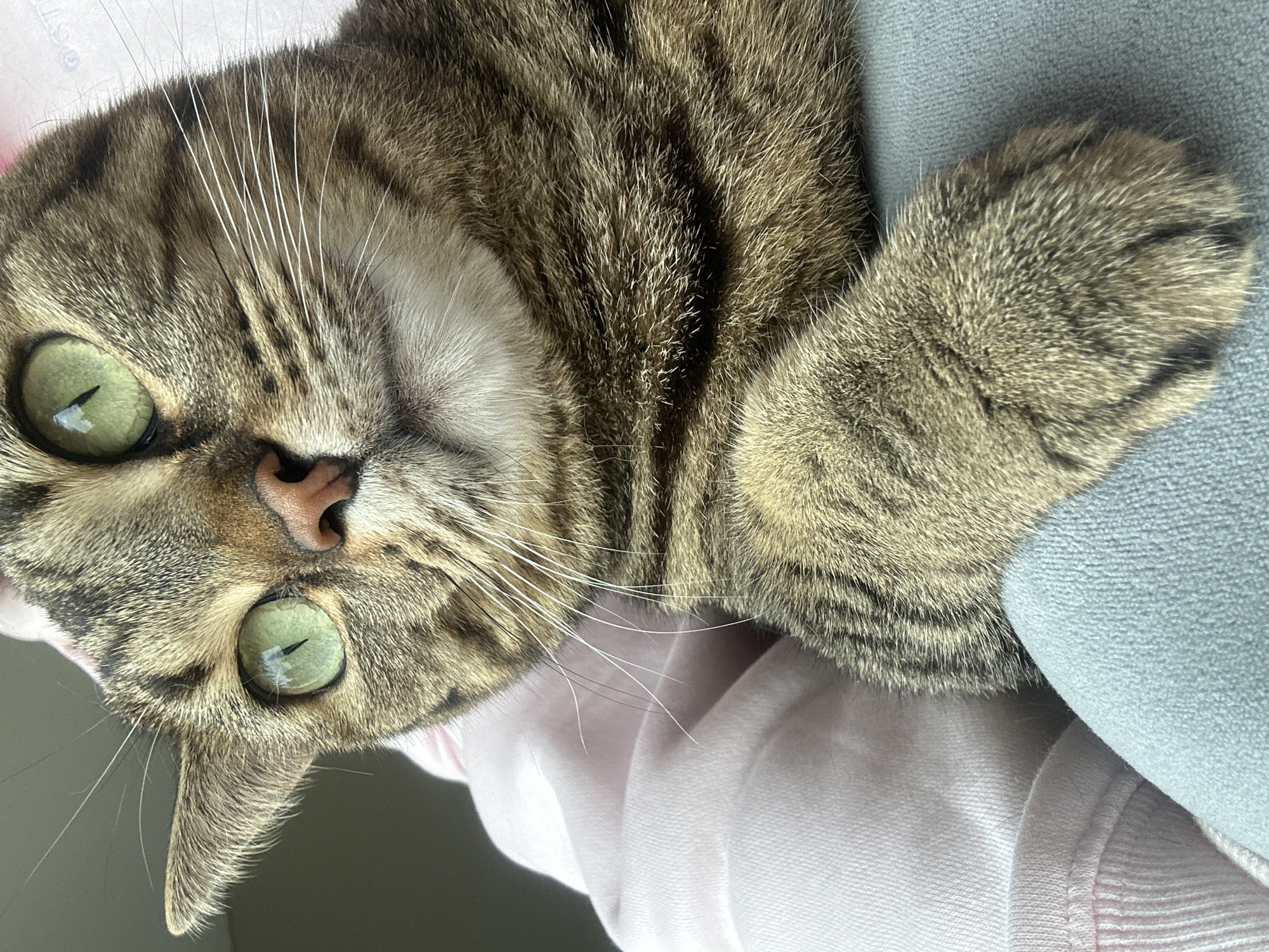 Brown tabby cat photographed resting indoors in Russia