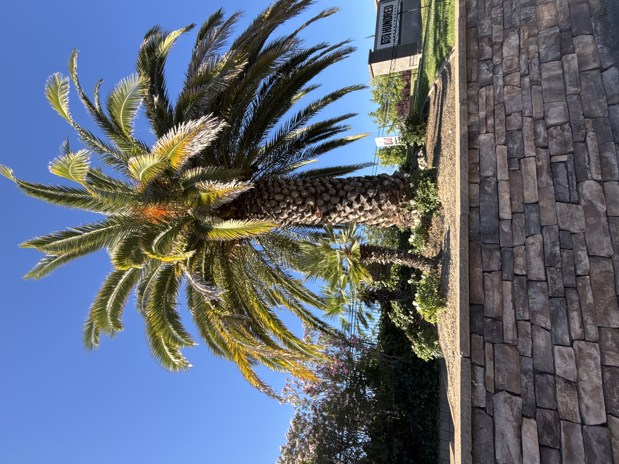 Sunny Fair Oaks courtyard with palms and bougainvillea