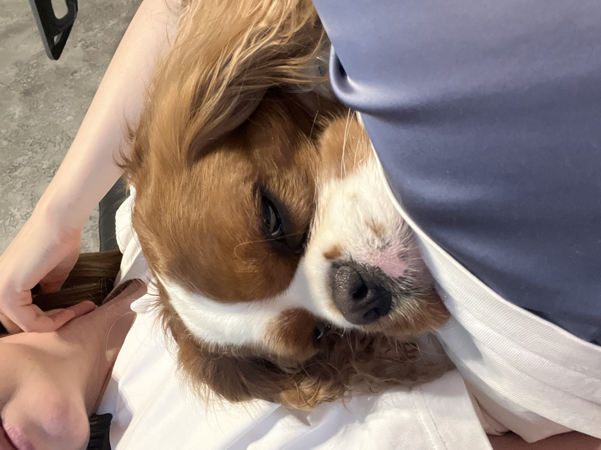 Woman enjoys sushi breakfast with dog companion in Khimki