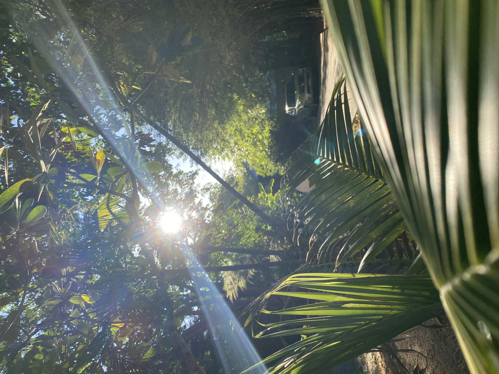 Tropical garden morning: sun, bamboo, parked truck, and wildlife