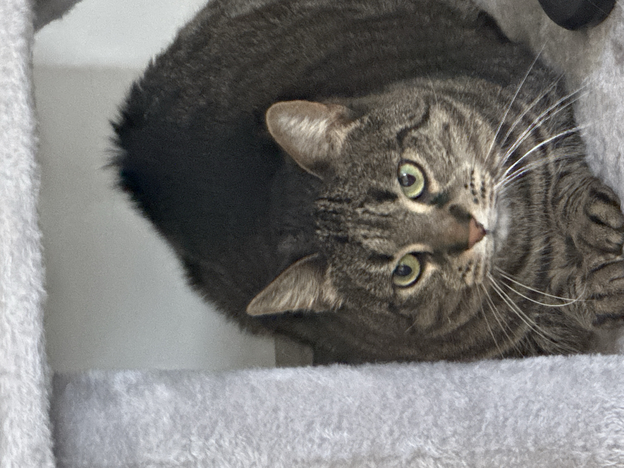 Tabby cat photographed in multiple poses in French suburb