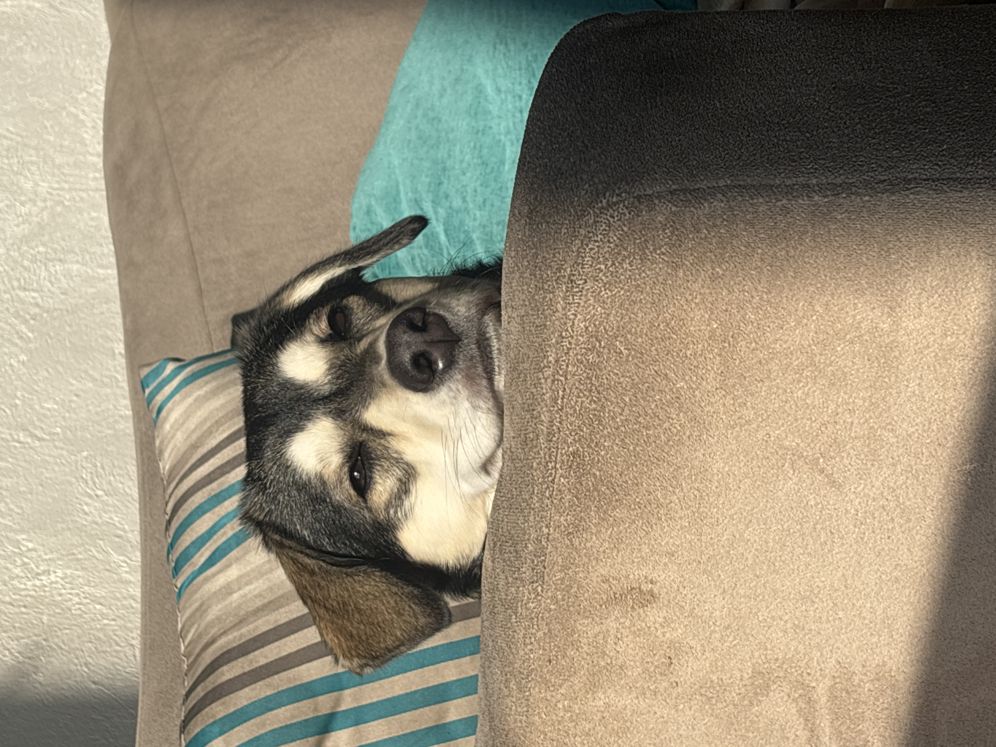 Dog sleeps on striped pillow in Mexican home