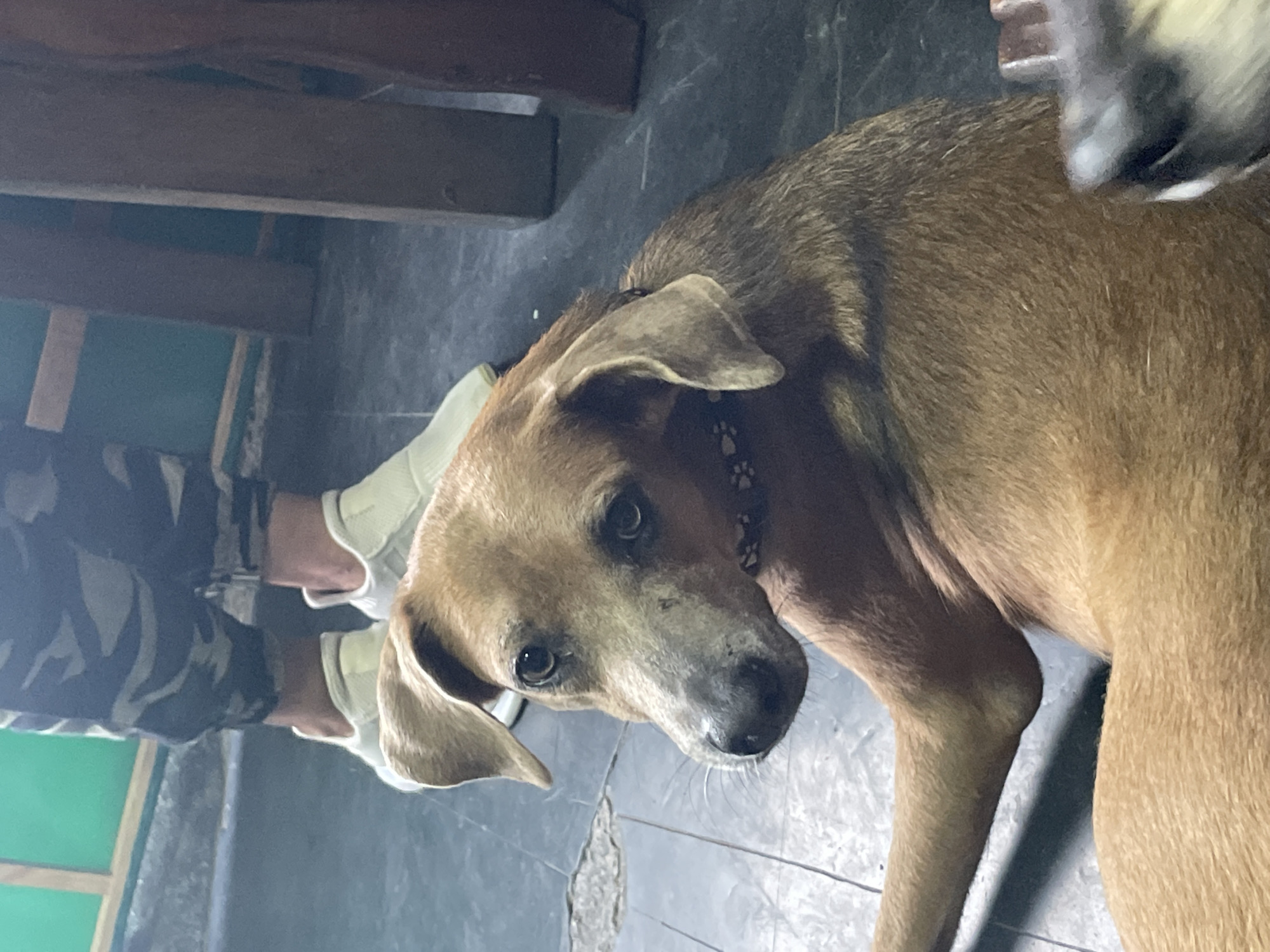 Domestic pets observed in Porlamar home during evening hours