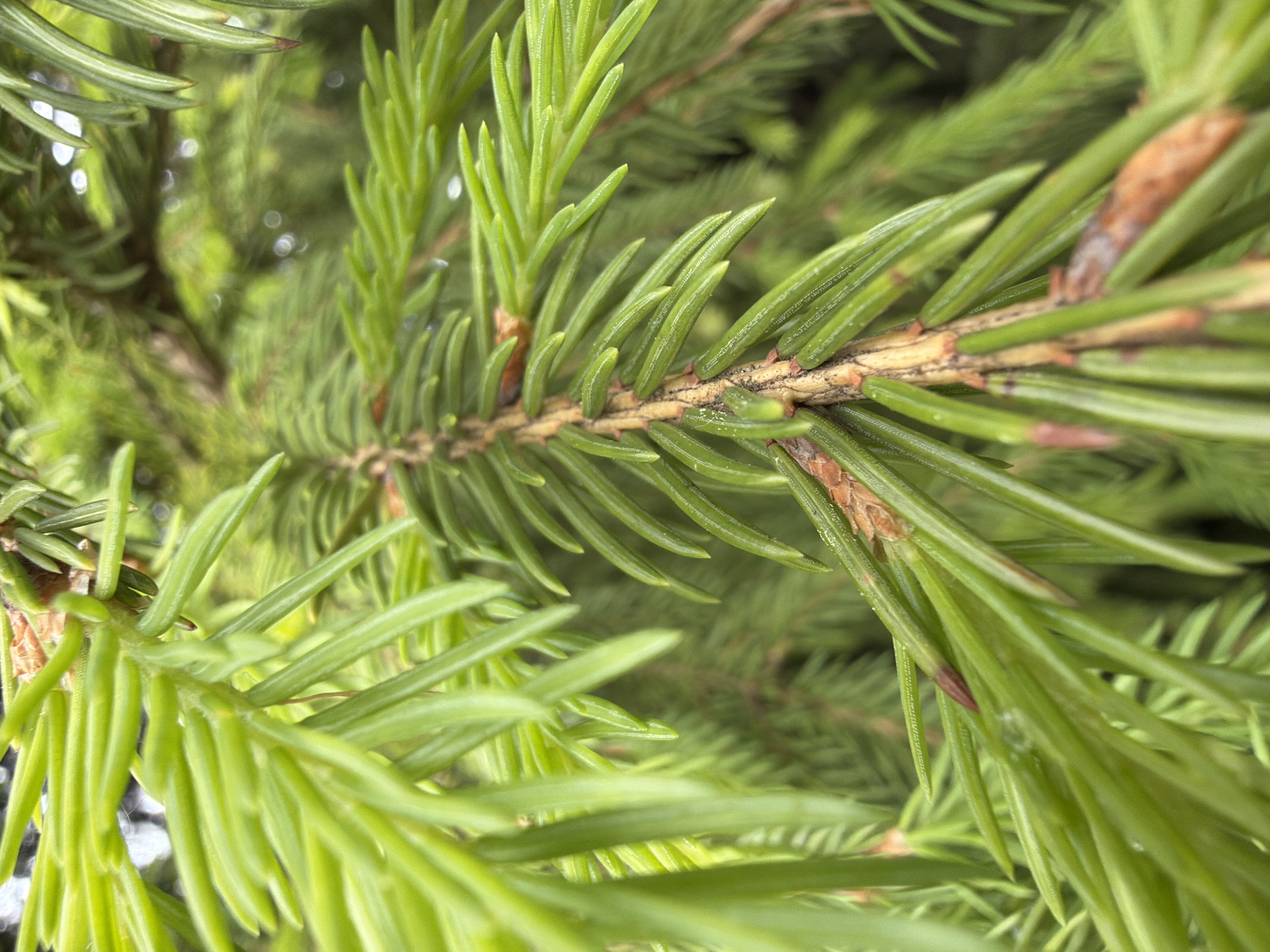Spruce tree branch photographed in Strelna, Russia