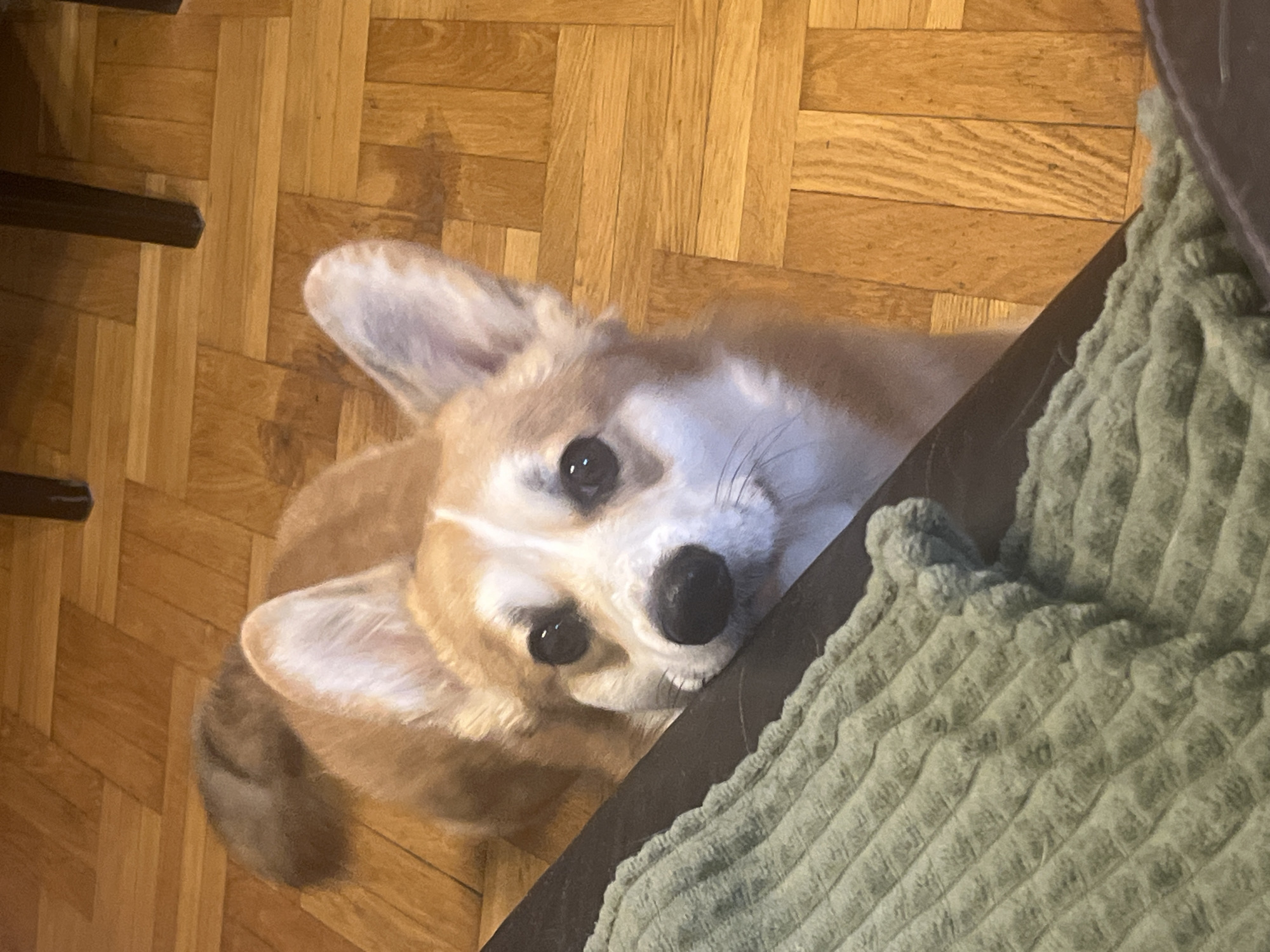 Corgi photographed resting on wooden floor in Novosibirsk home