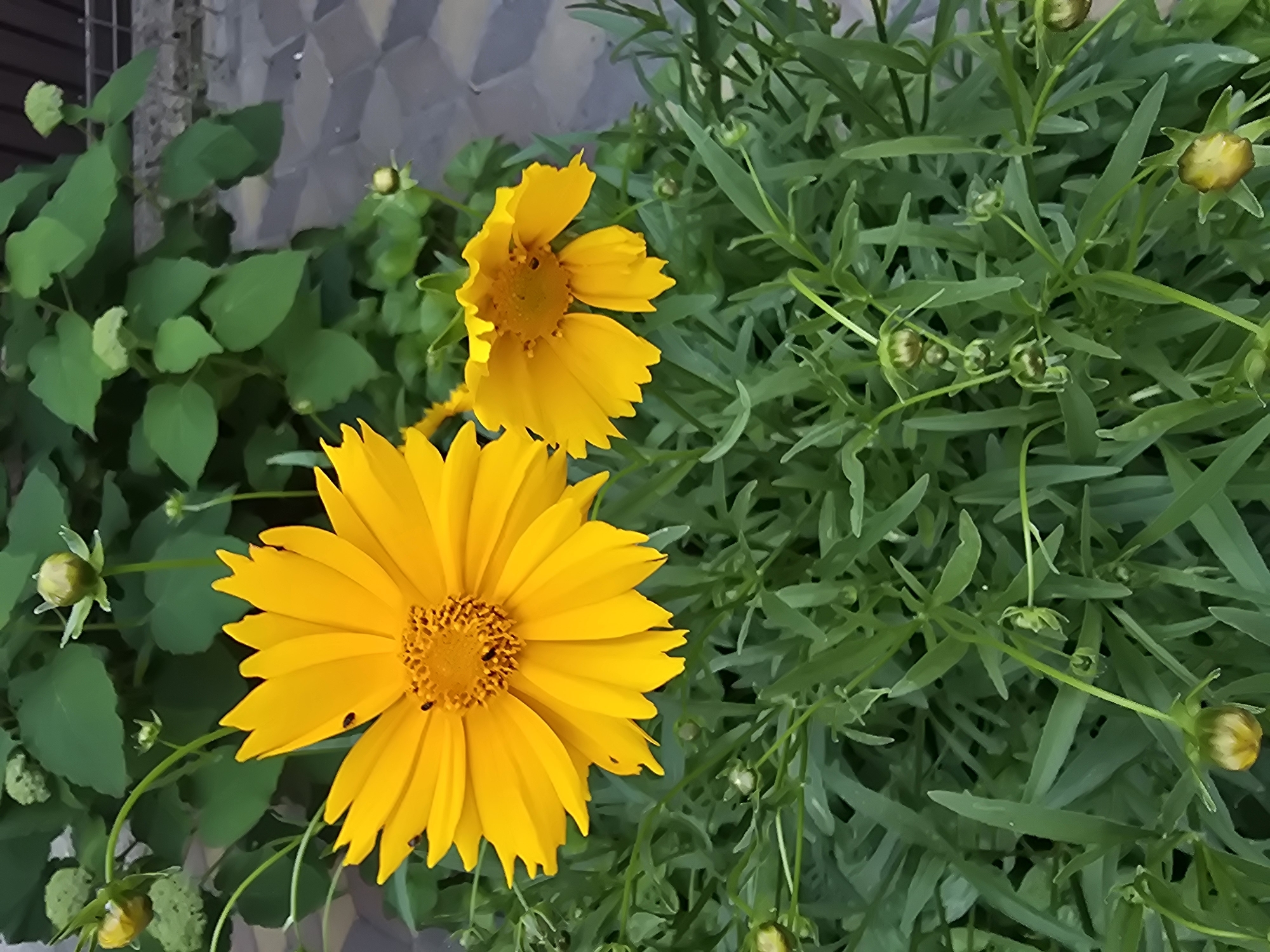 Garden flower tour in Sofiivska Borshchahivka, Ukraine