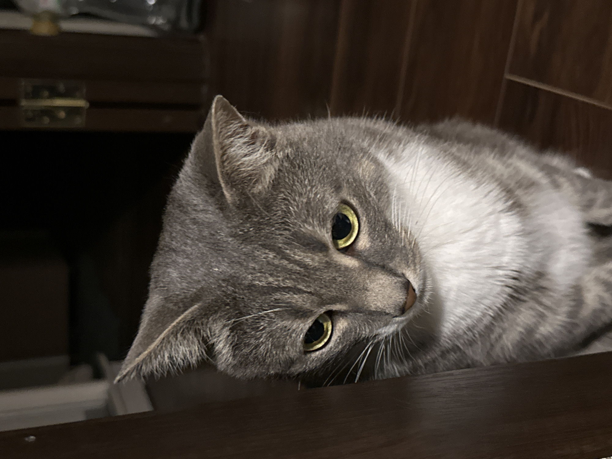 Grey tabby cat exploring and relaxing around the house