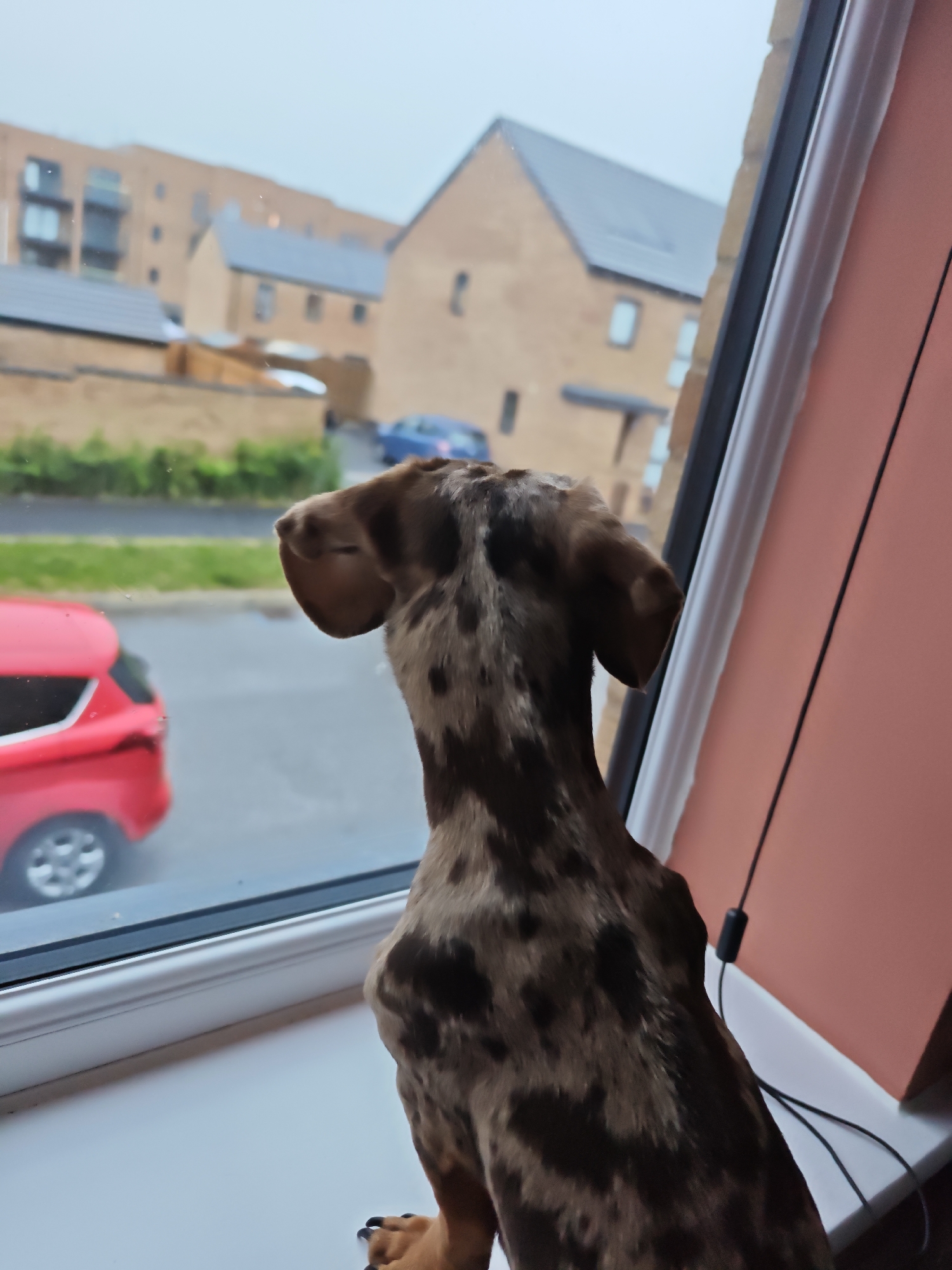 Dachshund watches from window sill, meal served nearby