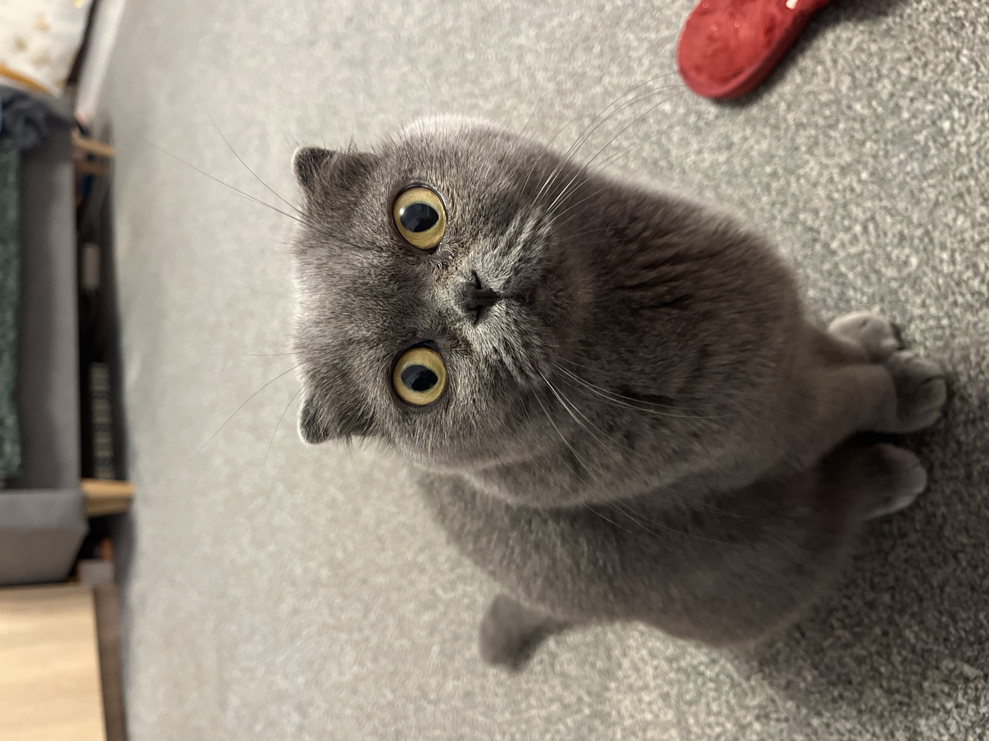 Scottish Fold cat's late-night antics around a Gdańsk apartment