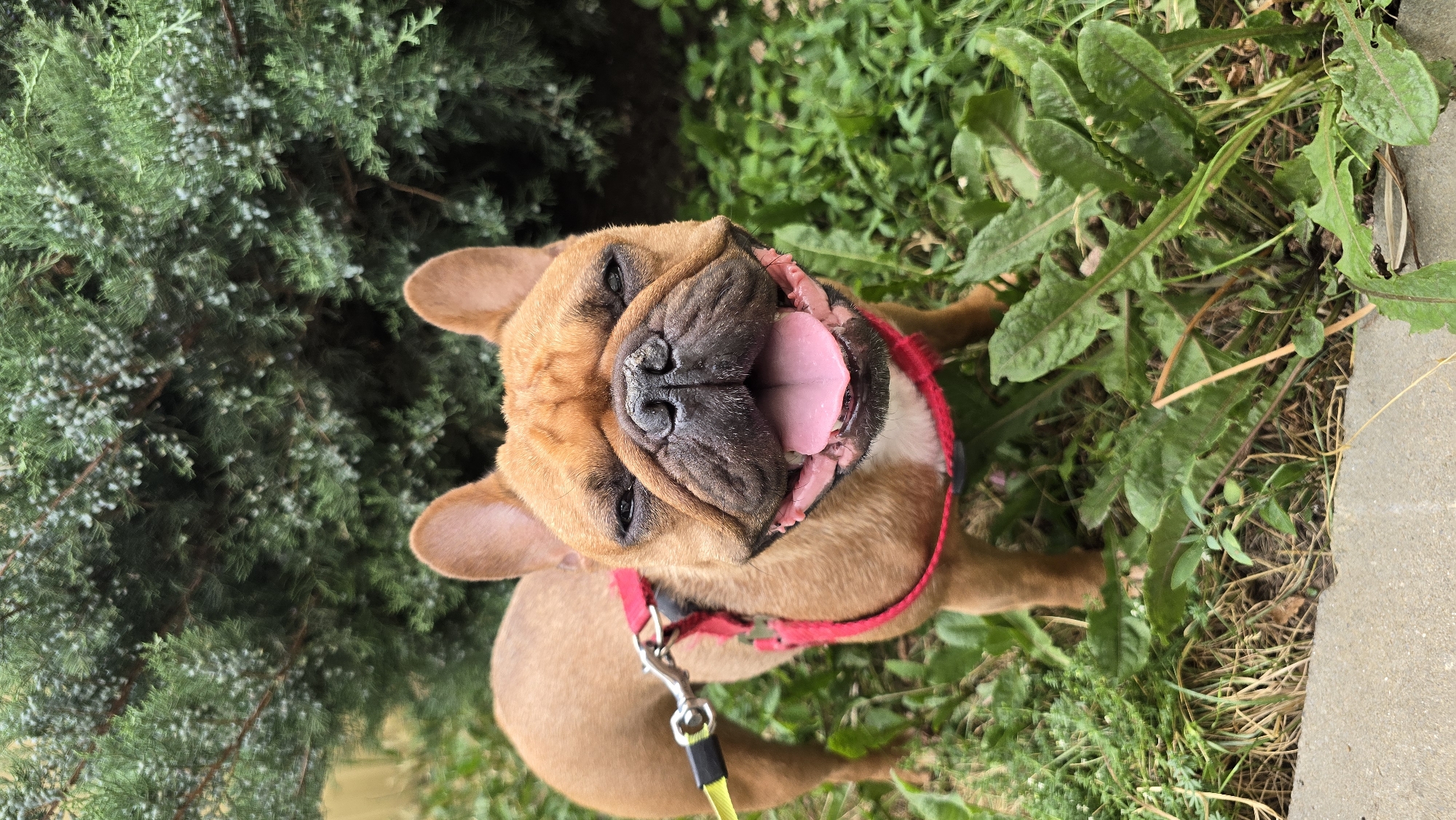 French bulldog and tabby cat spotted around Krasnodar on a summer afternoon