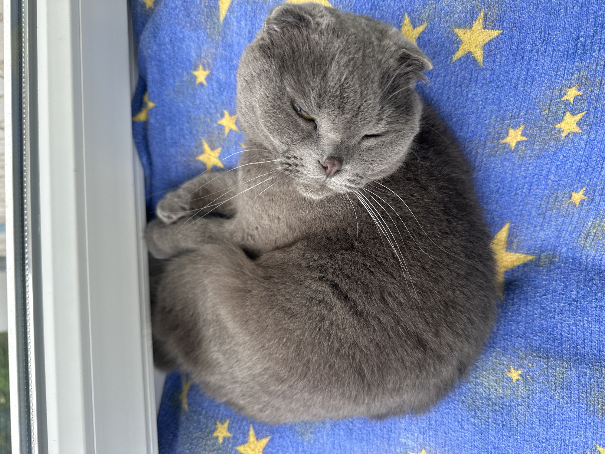 Scottish Fold Cat Sleeps on Star Blanket Near Window