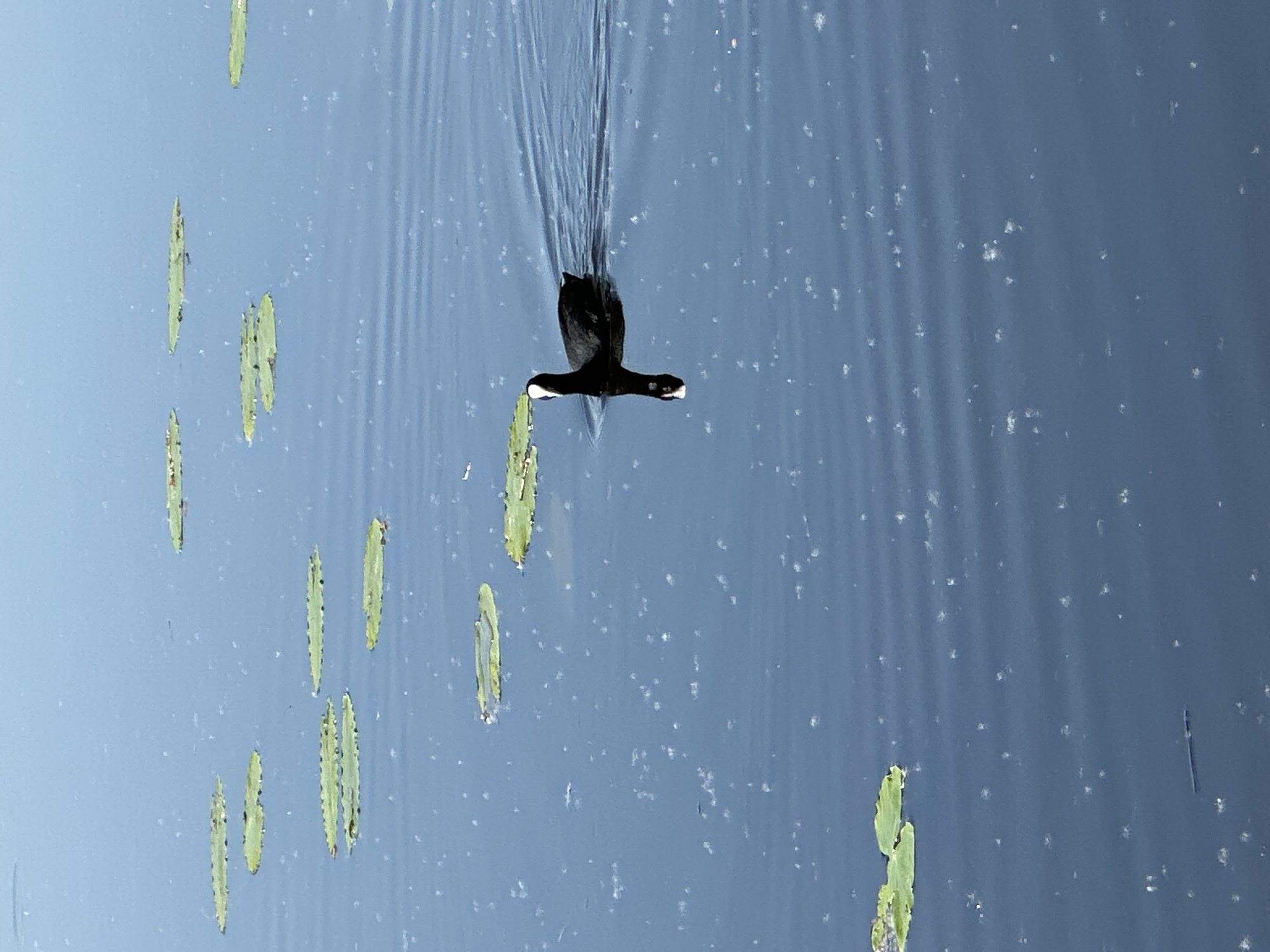 Wildlife activity observed at urban pond during morning hours