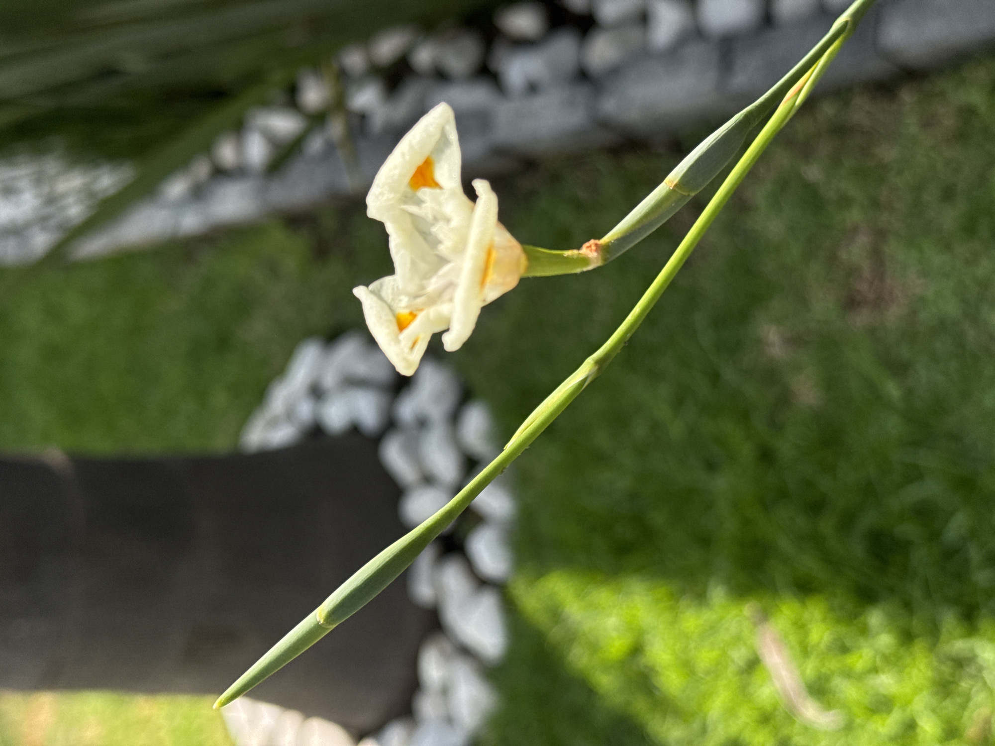 Person documents flowers, insects, architecture in Mexican town