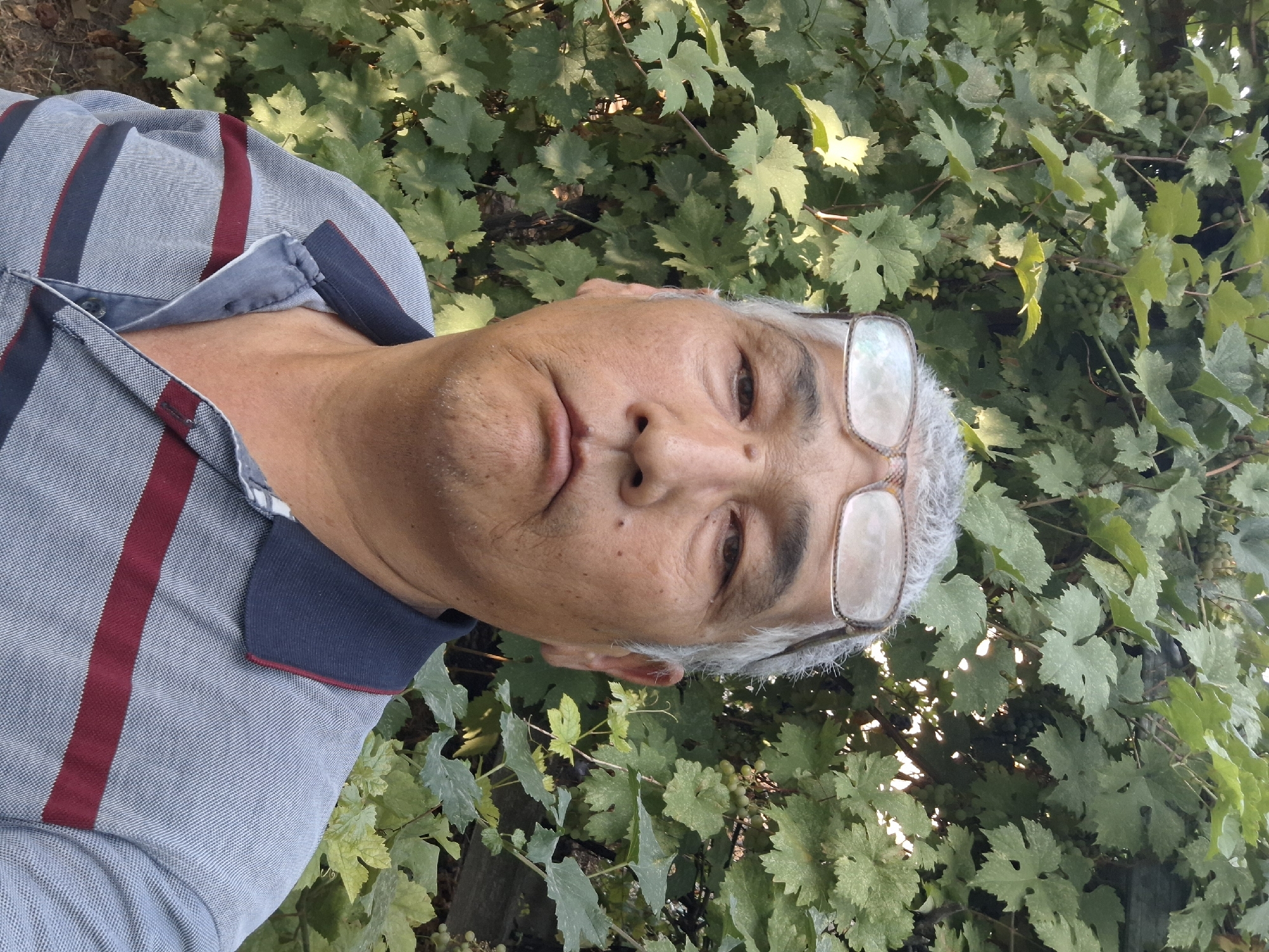 Almaty vineyard at peak summer, grapes and walnuts ready to harvest