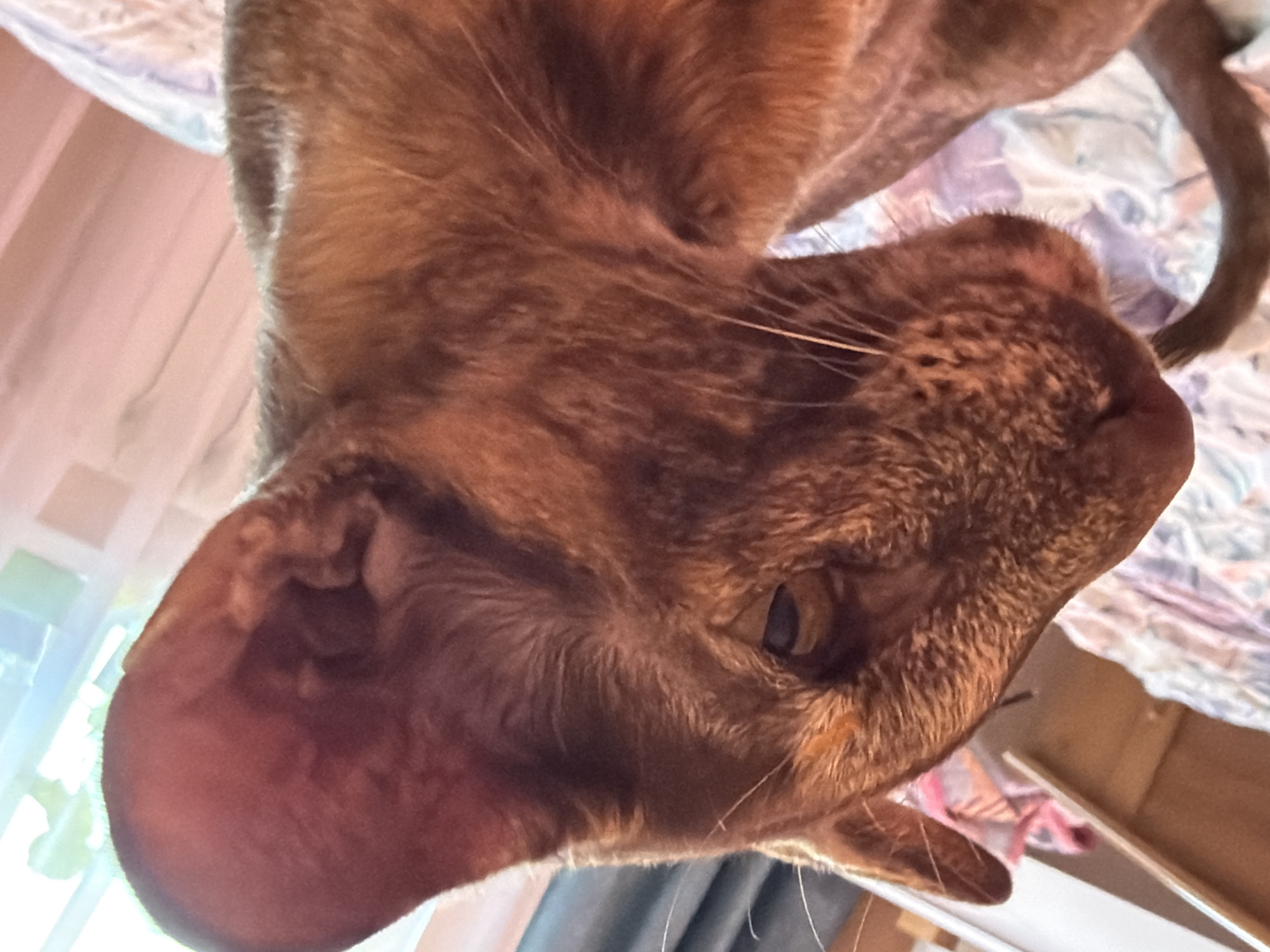 Cat and dog rest together in Chaikovsky apartment