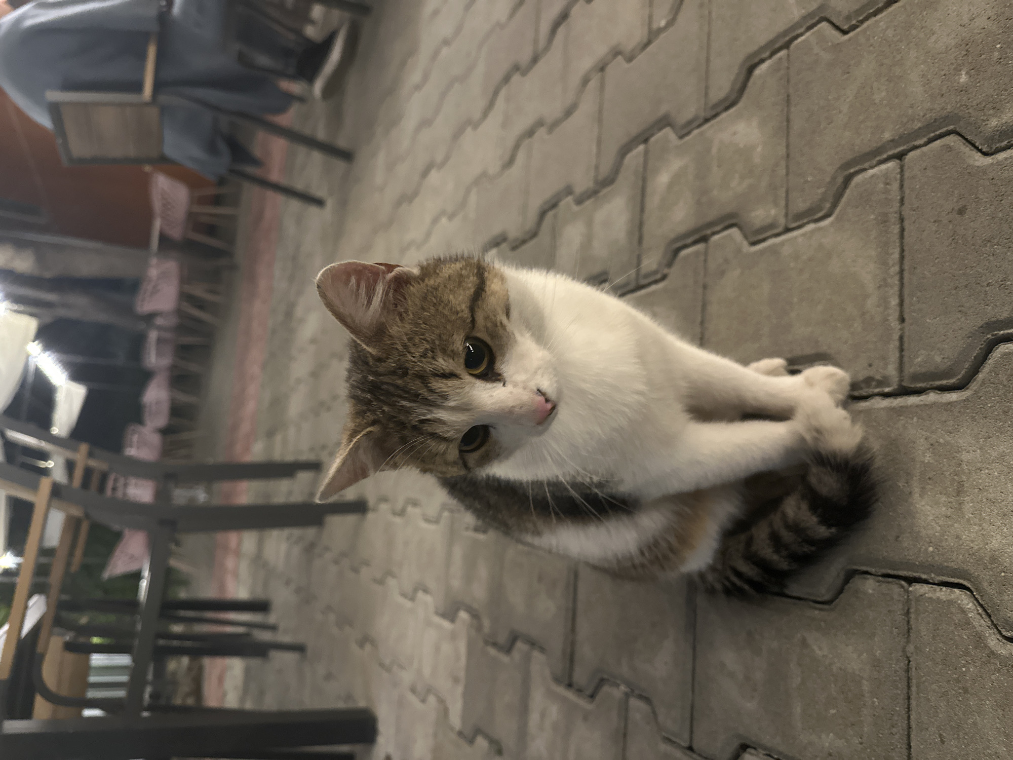 Cat spotted outdoors, woman takes elevator selfie same evening