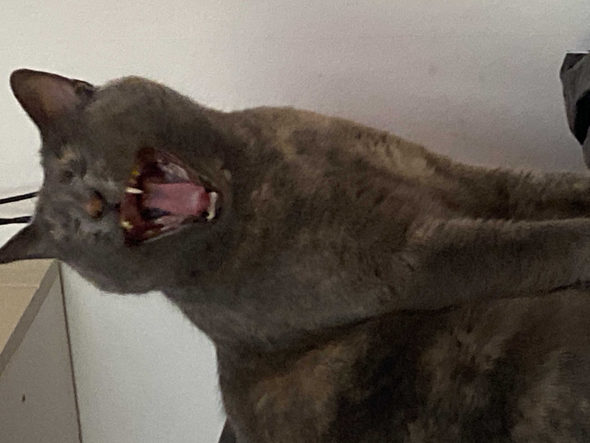 Gray cat and strawberries observed in Swedish home