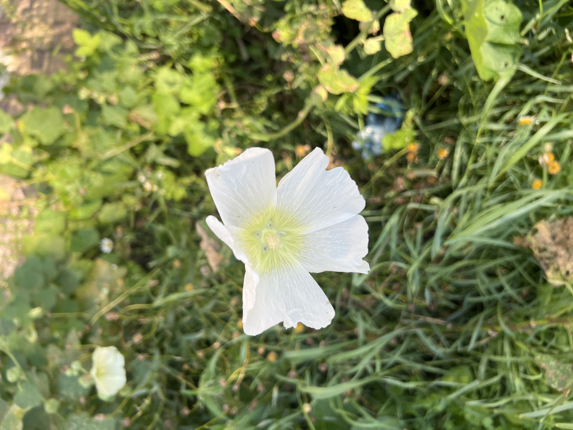 Summer park stroll: flowers, wildlife, and a dog