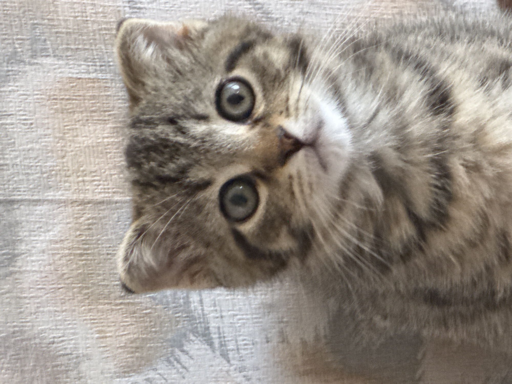 Morning snapshots of kittens and daily life in Tvarditsa