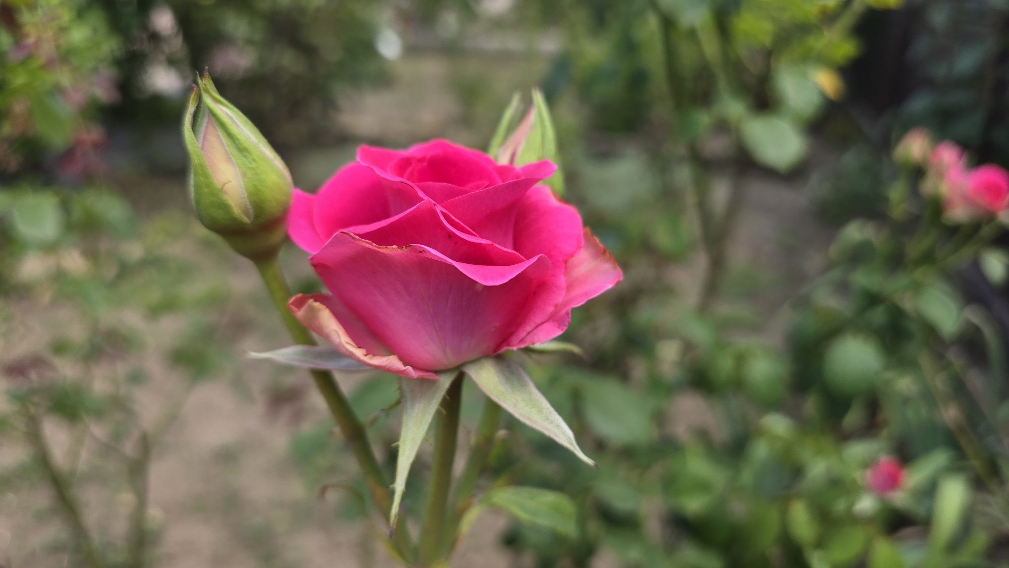 Summer flowers in full bloom across a Tairove garden