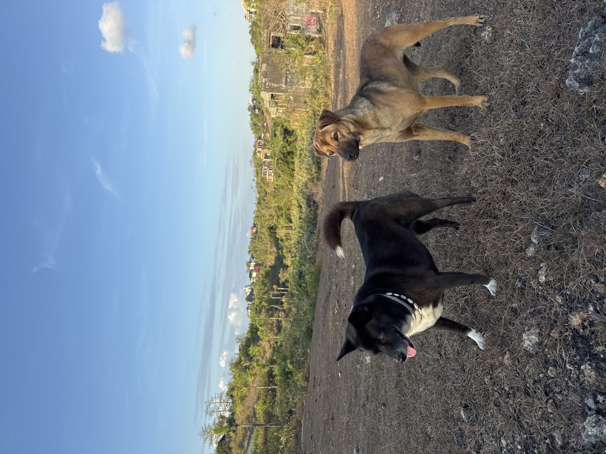 Dogs play on dry Bali hillside below the GWK statue