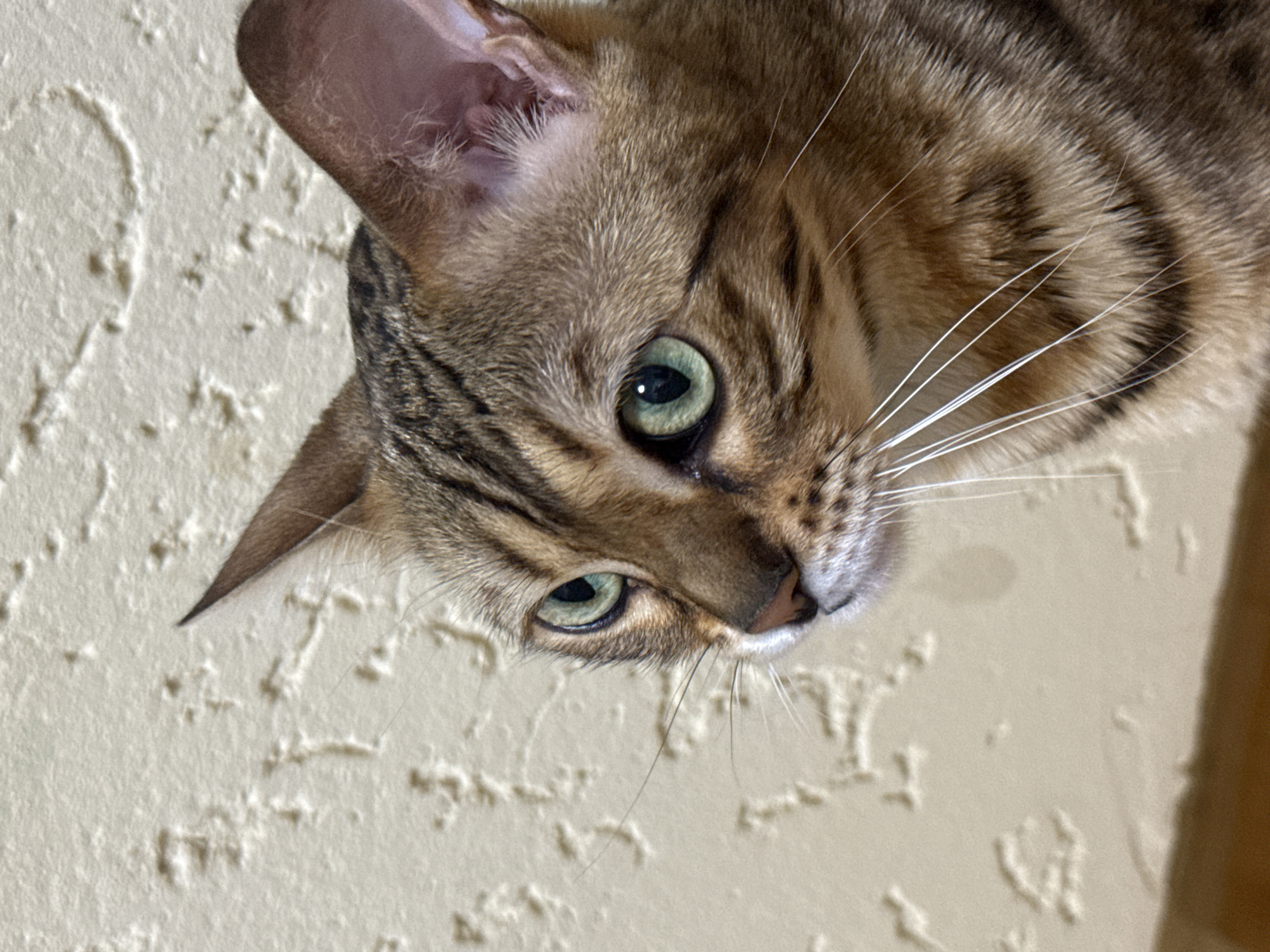 Bengal cat lounging around a Partenit home
