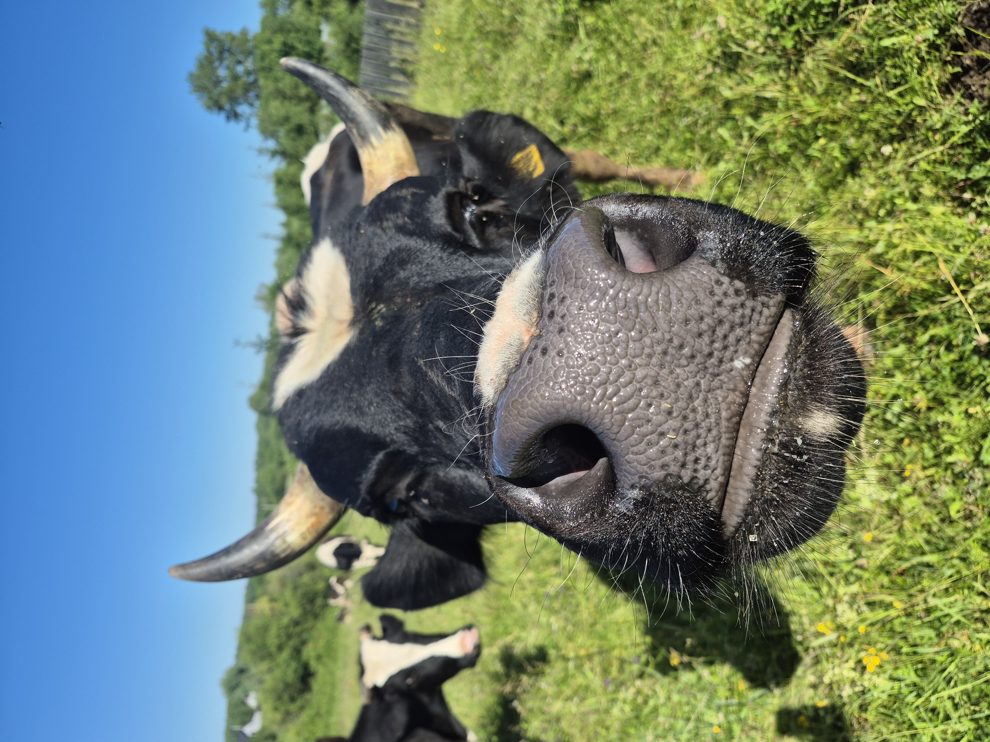 Dairy cows grazing in a sunny Karsha field