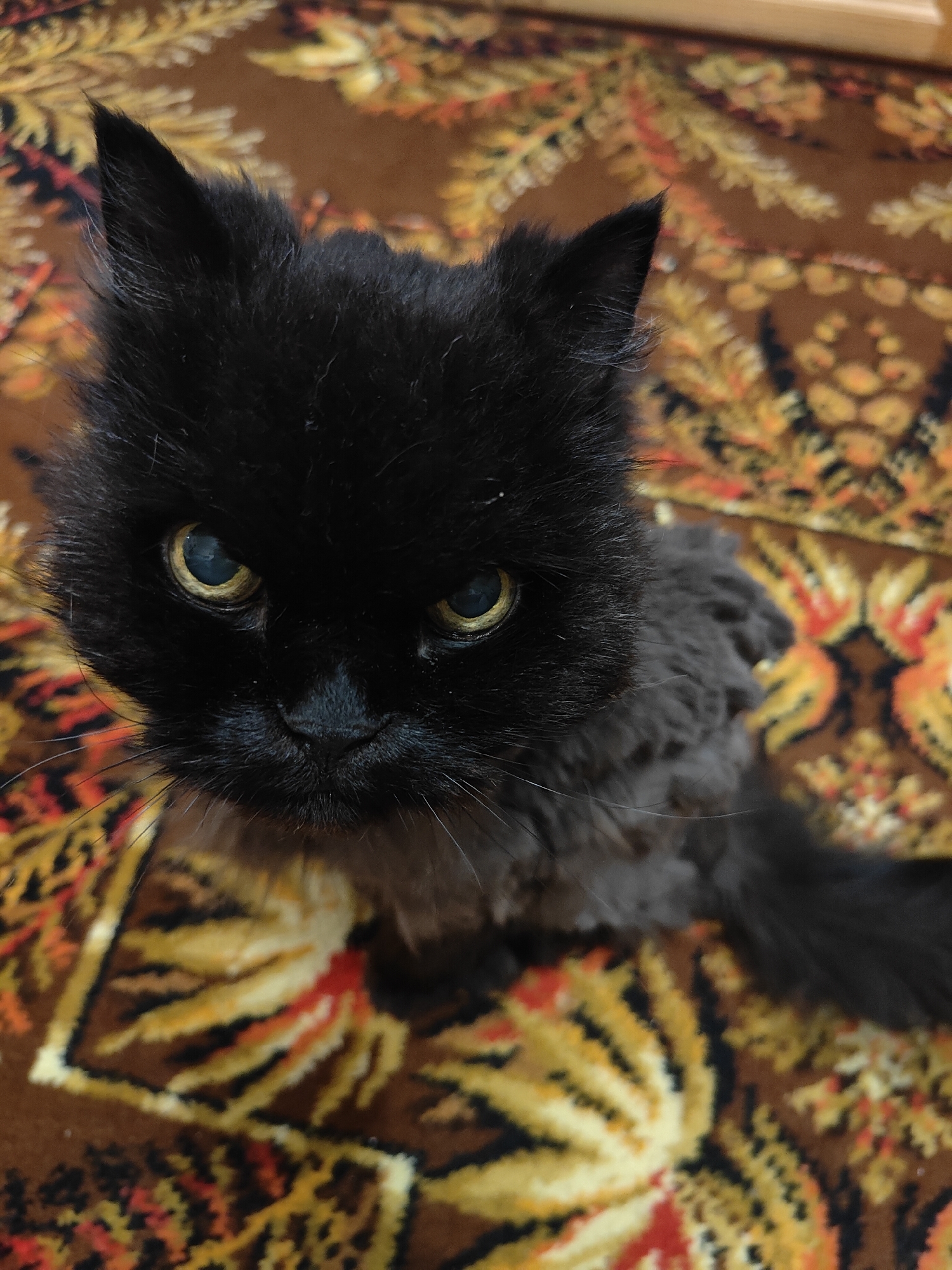 Black cat holds eye contact from an ornate rug